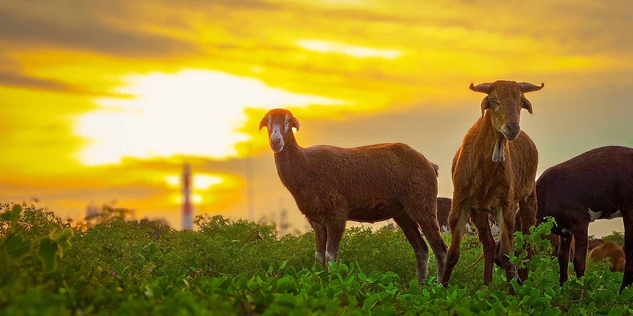 Wildlife. Portfolio By Nikhil