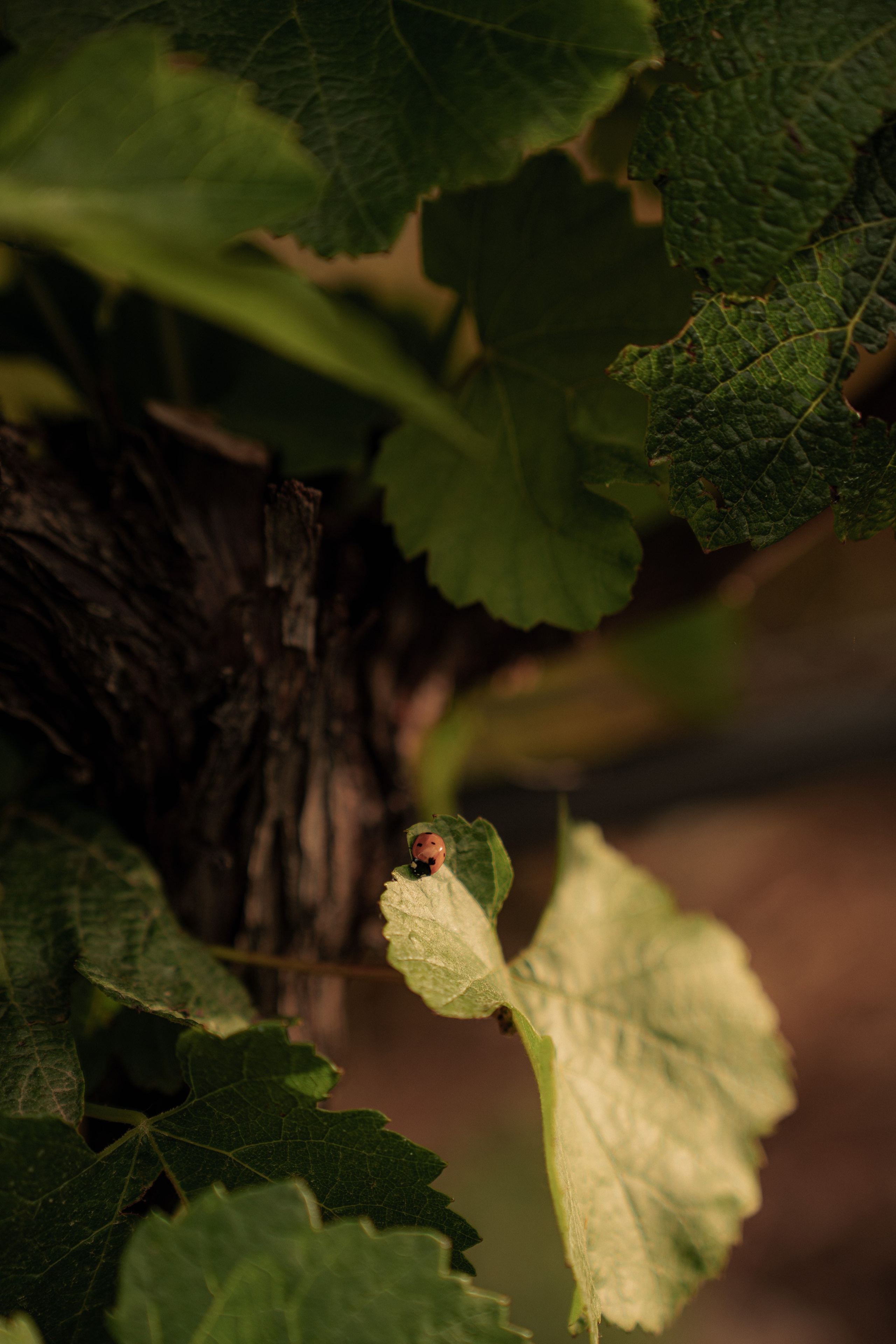 Estates Costa Lazaridi