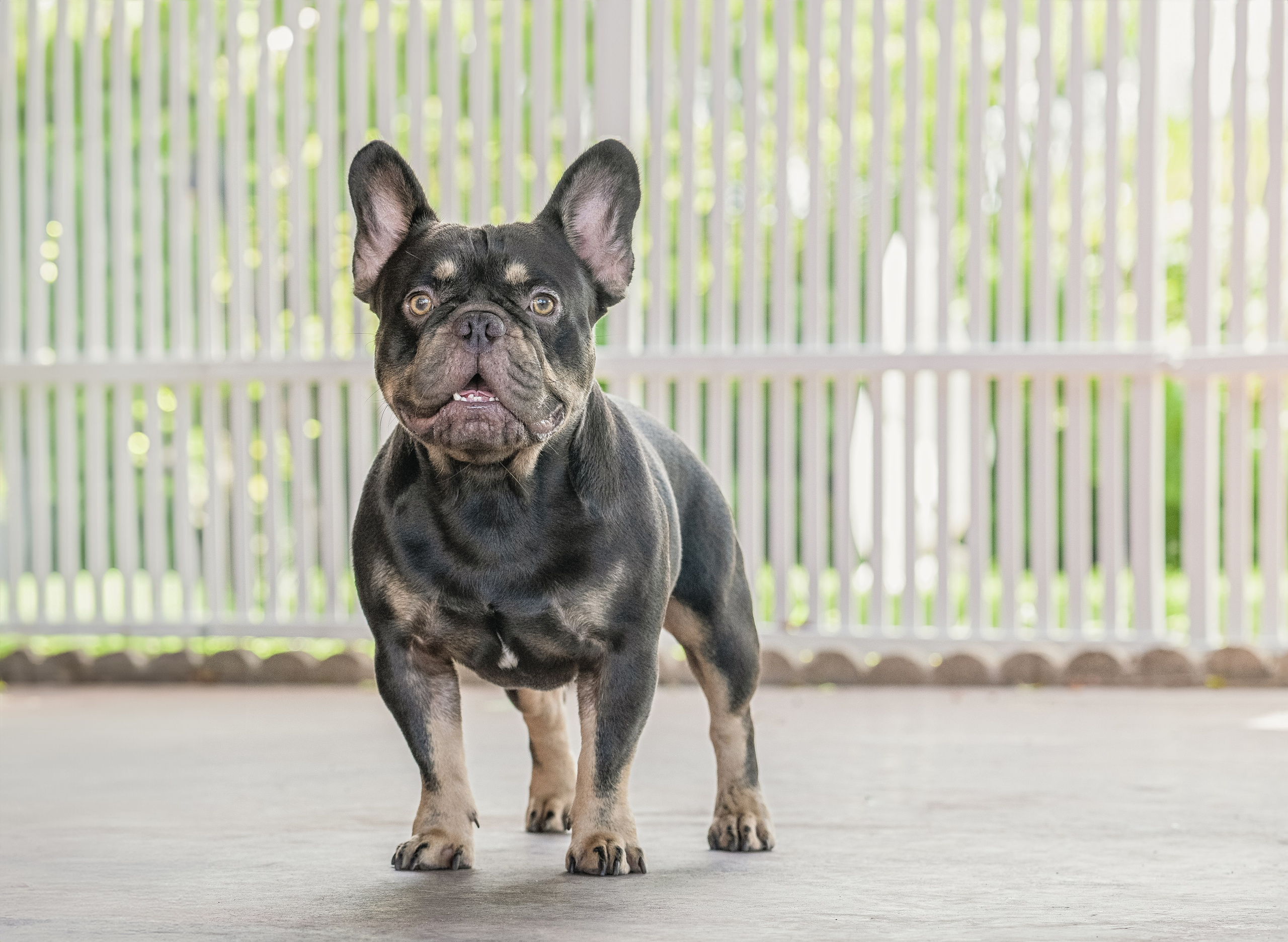 French Bulldogs. Katerina Royter Pet Photographer North Florida