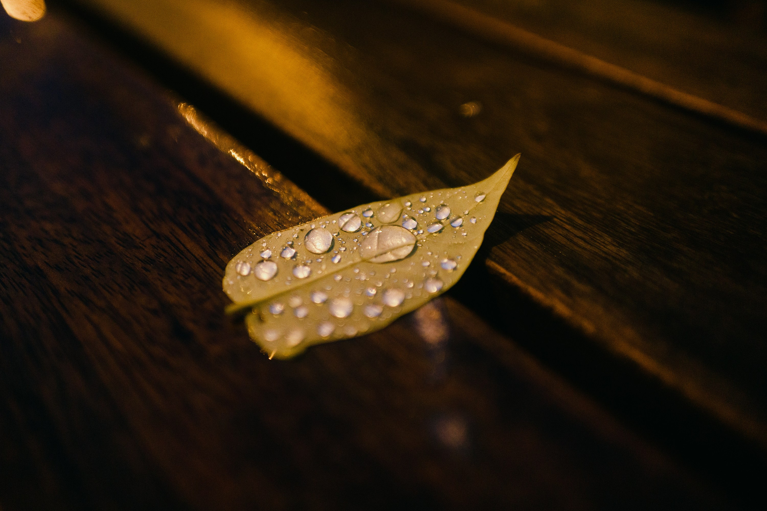 Night rainy Wroclaw. Kaja | fotograf psów we Wrocławiu