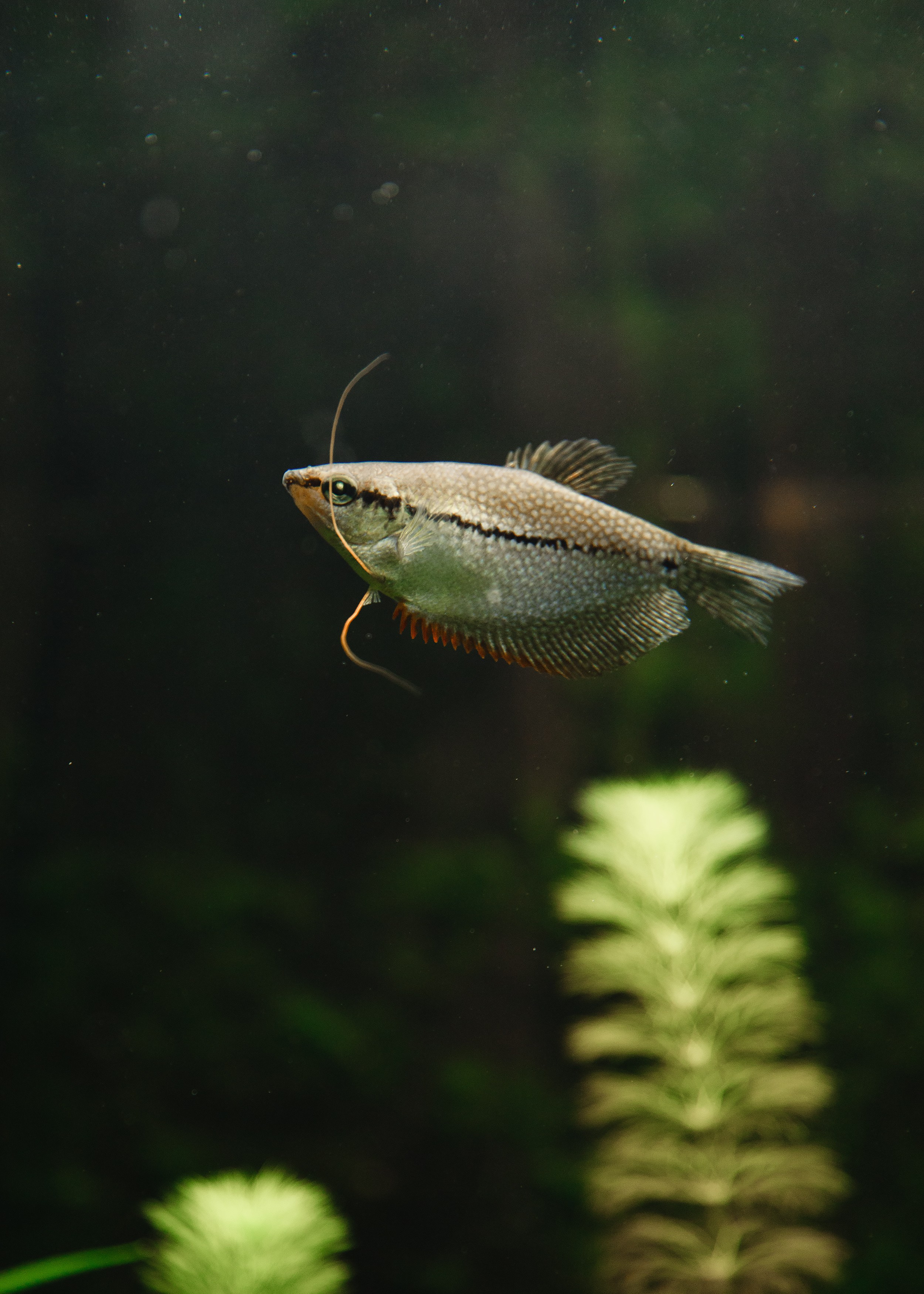 Botanical garden in Wroclaw. Kaja | fotograf we Wrocławiu | ludzie i psy