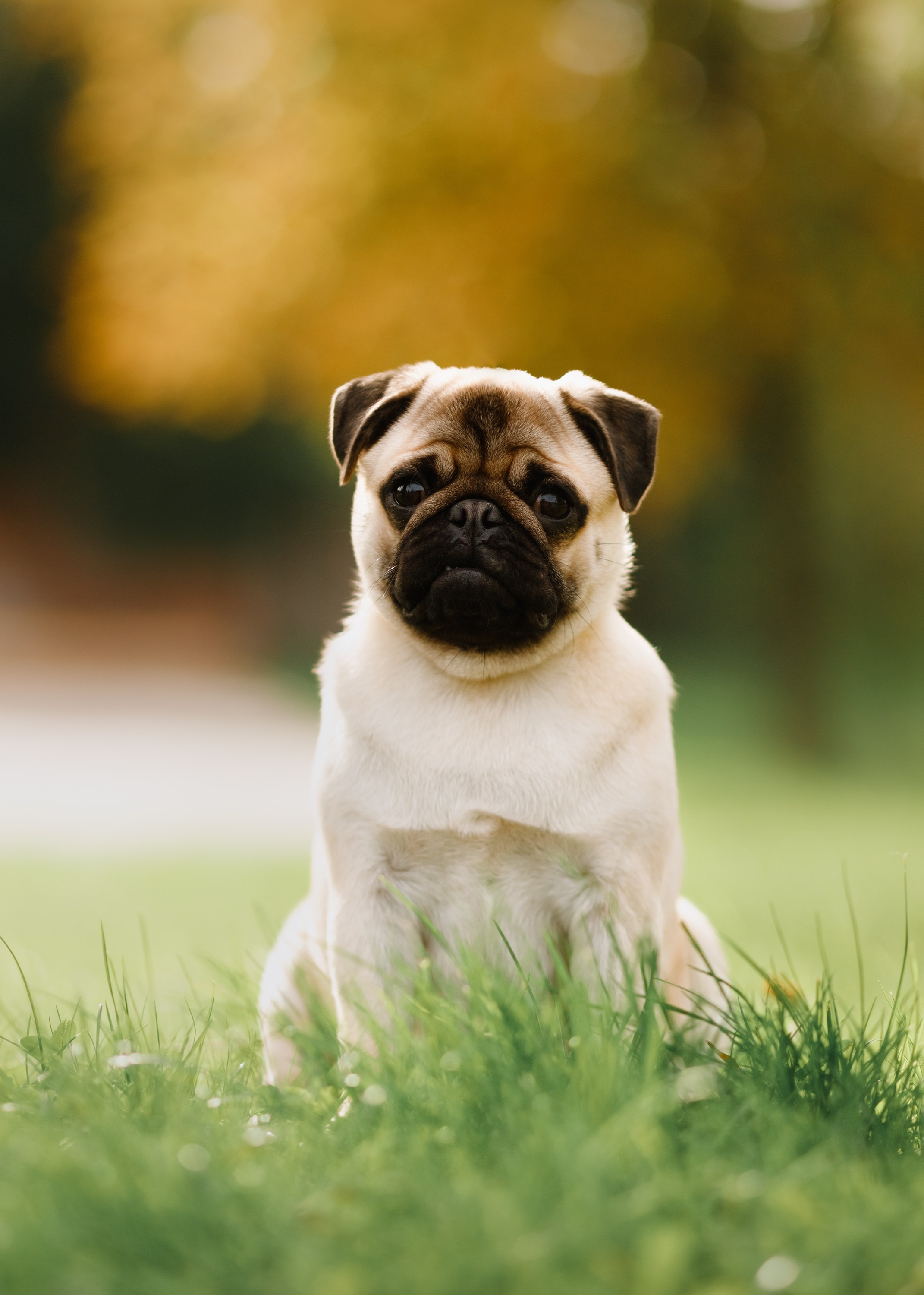 Summer photo day for dog handler. Kaja | fotograf we Wrocławiu | ludzie i psy