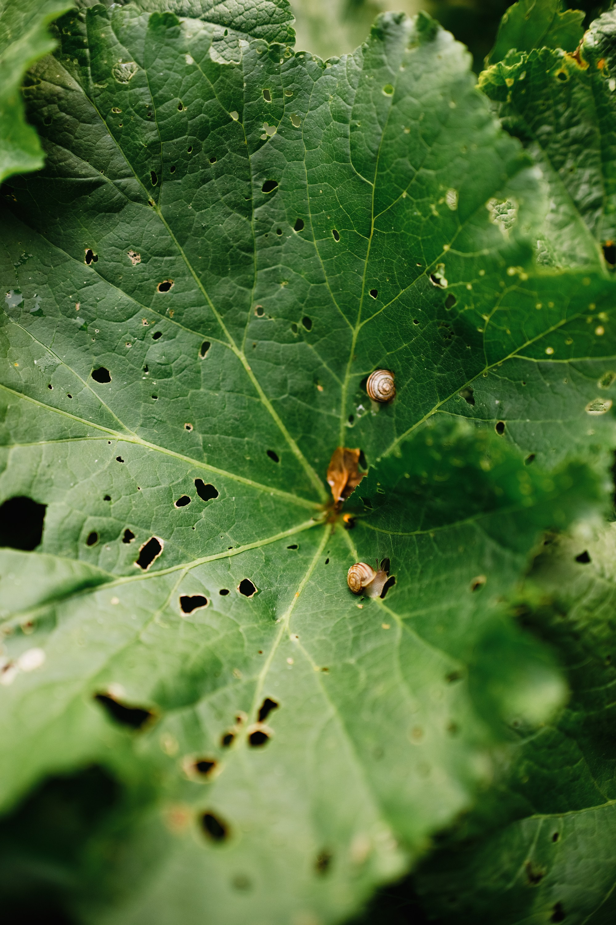 Grodno. Kaja | fotograf we Wrocławiu | ludzie i psy