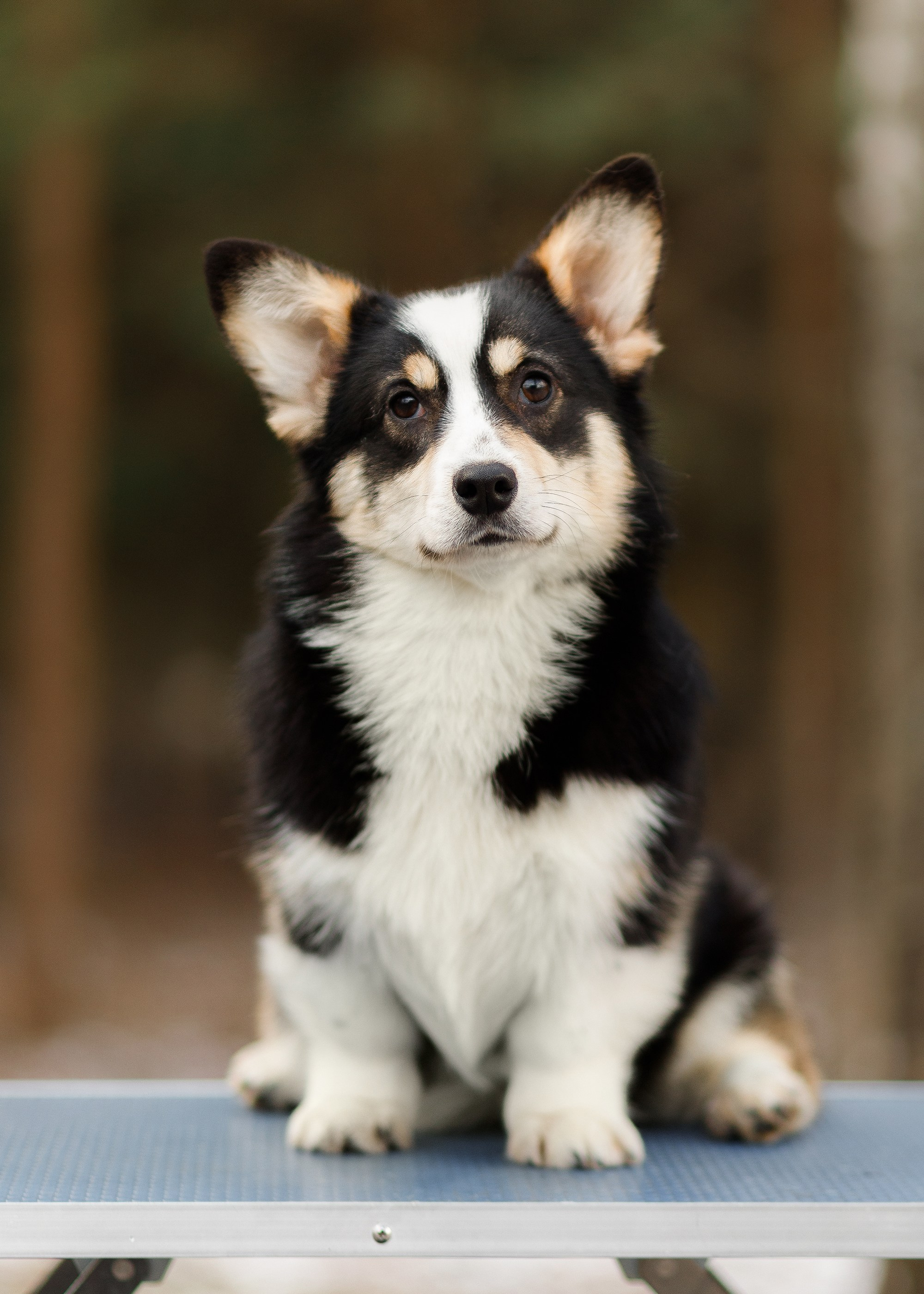 Corgi kennel & some other dogs in the forest. Kaja | fotograf psów we Wrocławiu