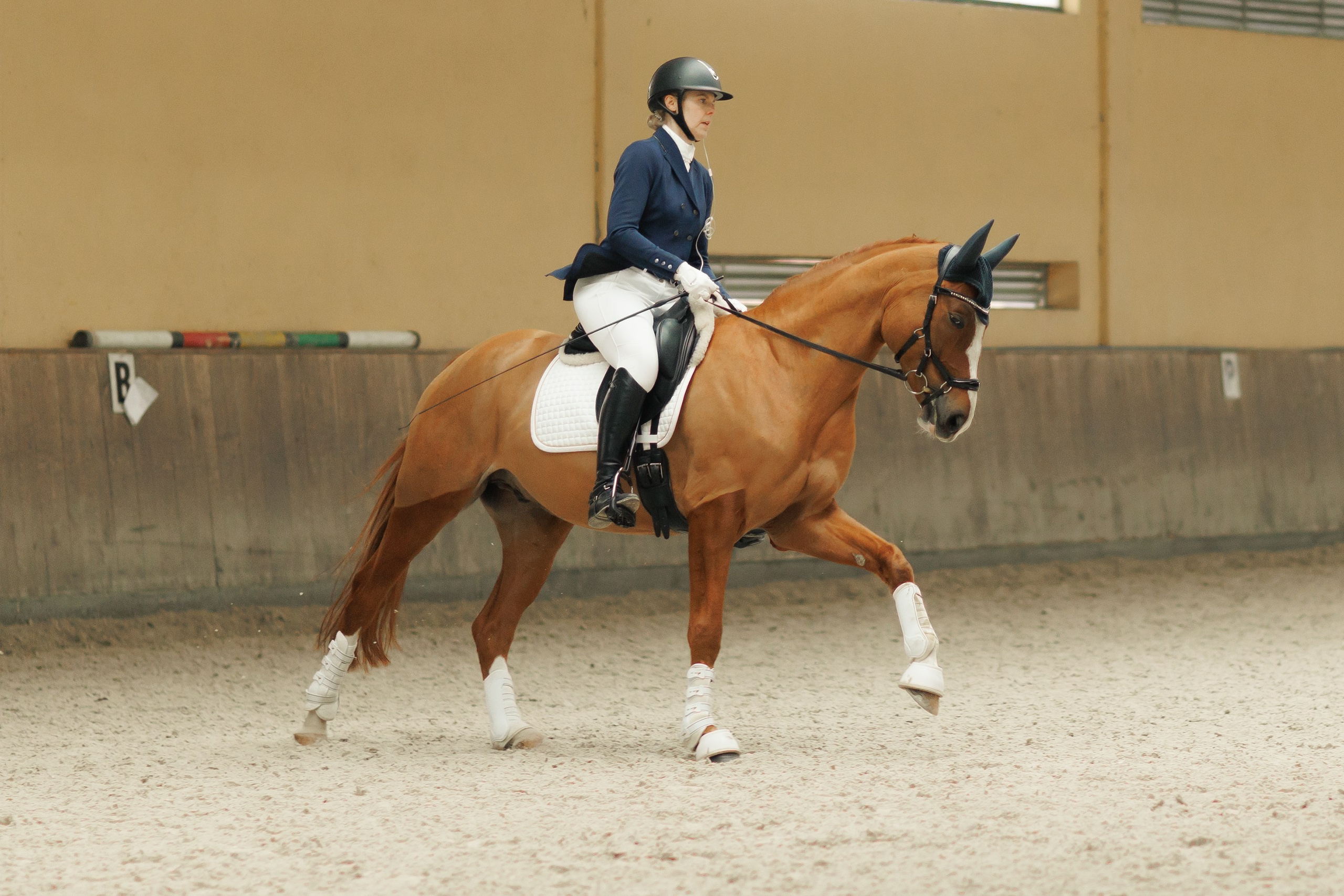 Fotografia koni Wrocław \ ujeżdżenie, Partynice. Kaja | fotograf we Wrocławiu | ludzie i psy