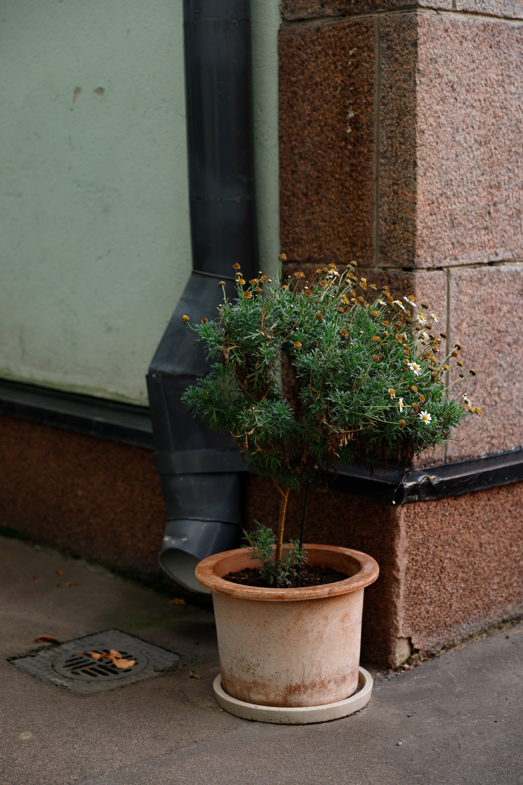 Helsinki. Kaja | fotograf psów we Wrocławiu