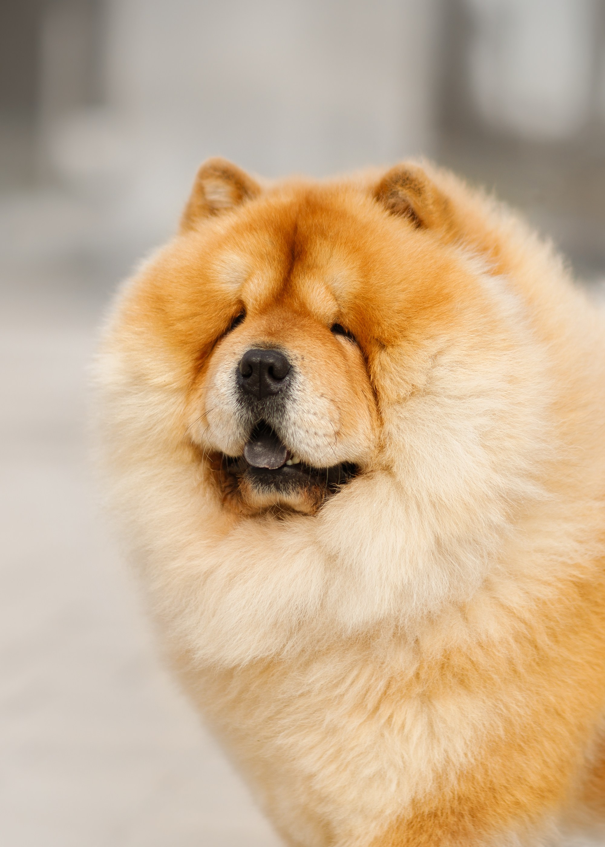 Autumn photo day for dog handler. Kaja | fotograf we Wrocławiu | ludzie i psy