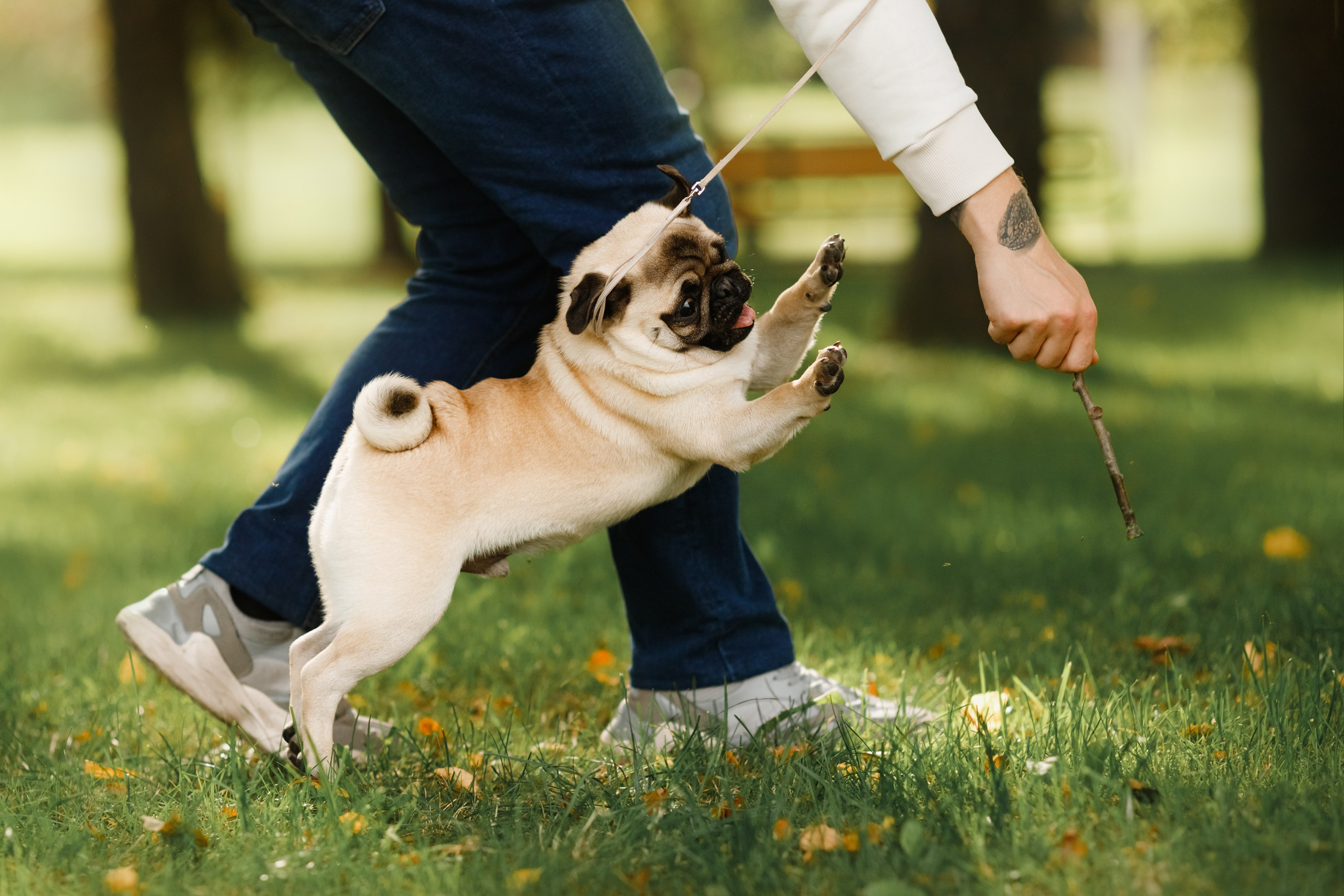 Summer photo day for dog handler. Kaja | fotograf we Wrocławiu | ludzie i psy