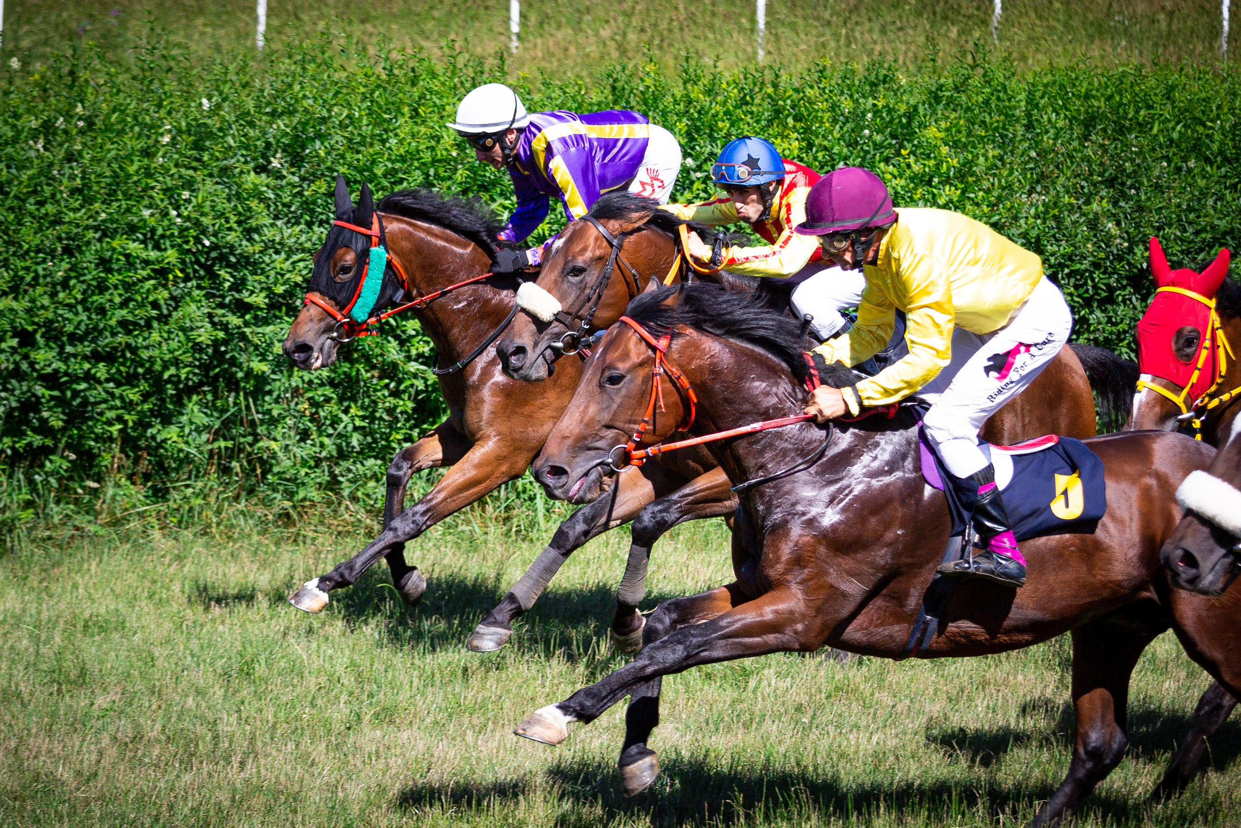 Konjičke trke u Požarevcu. Fotoivanpancevo