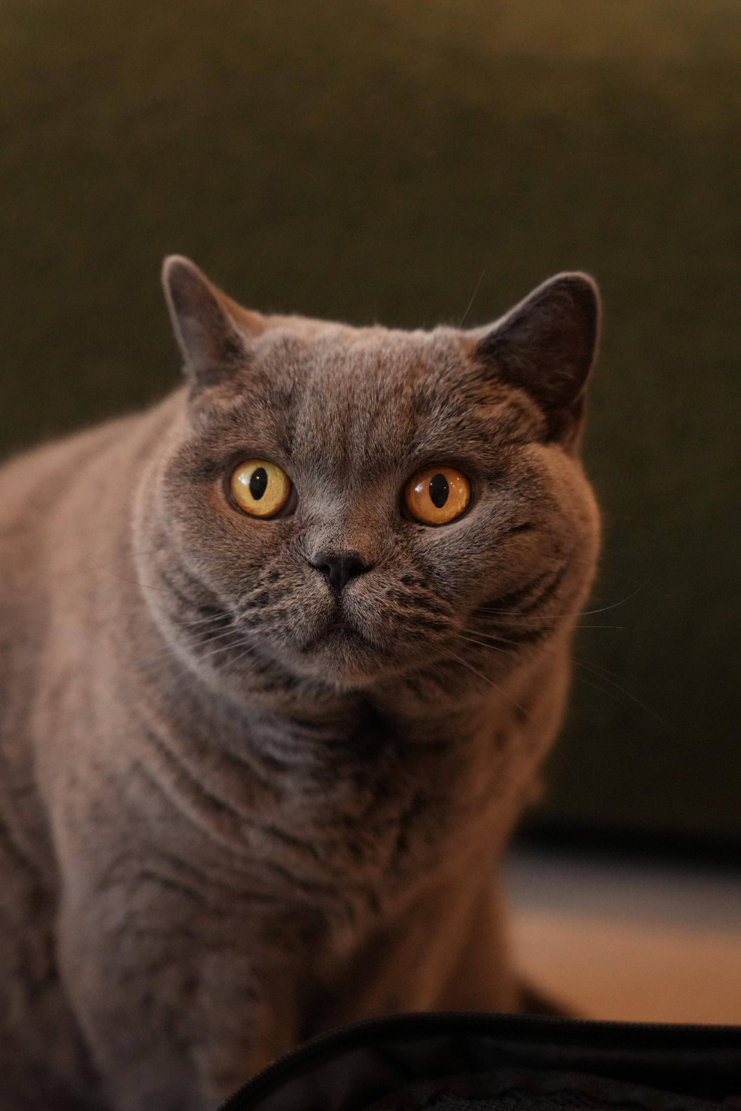 Shuttergry Photography