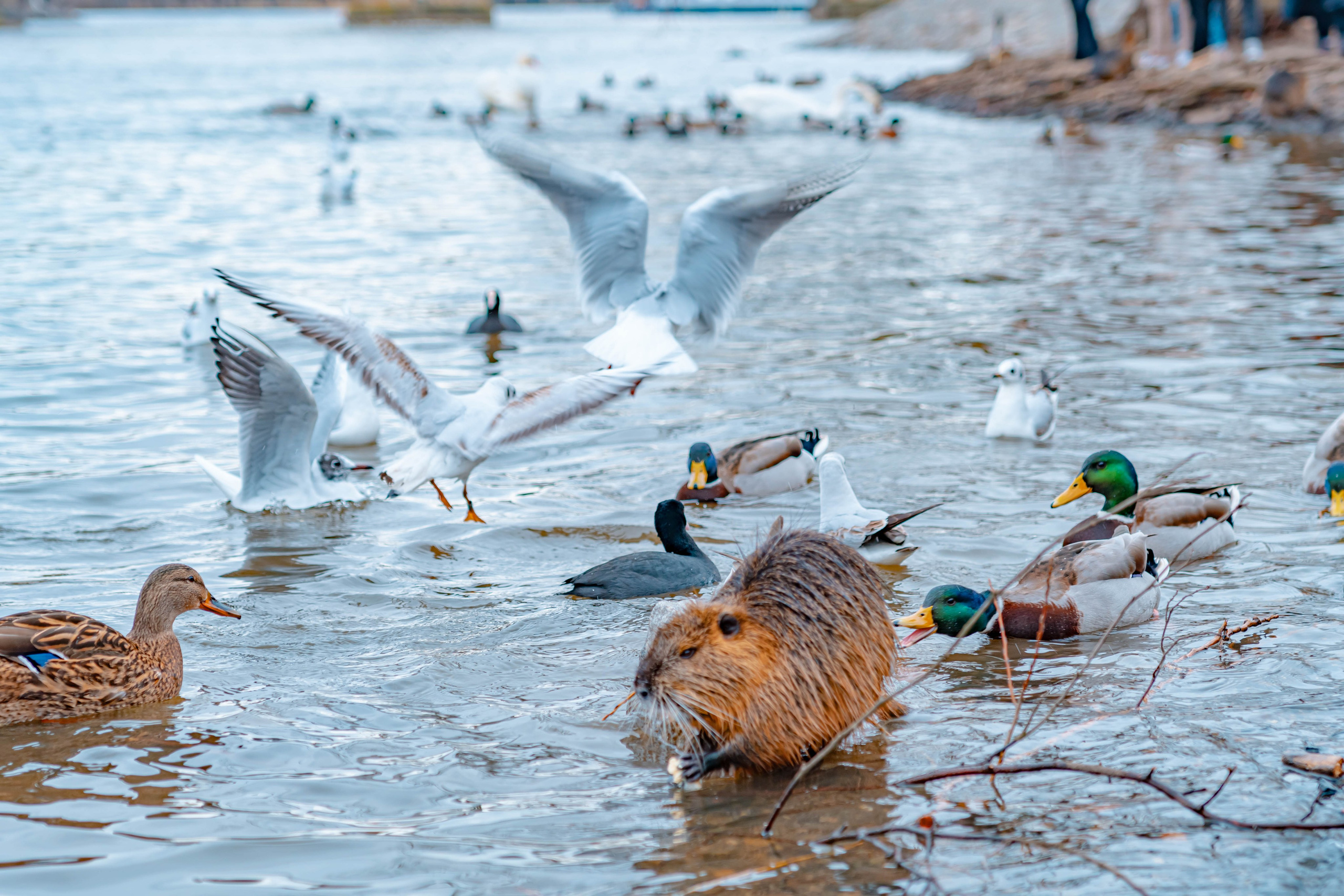 Praga, Febrero 2024. Alba del Norte Studio