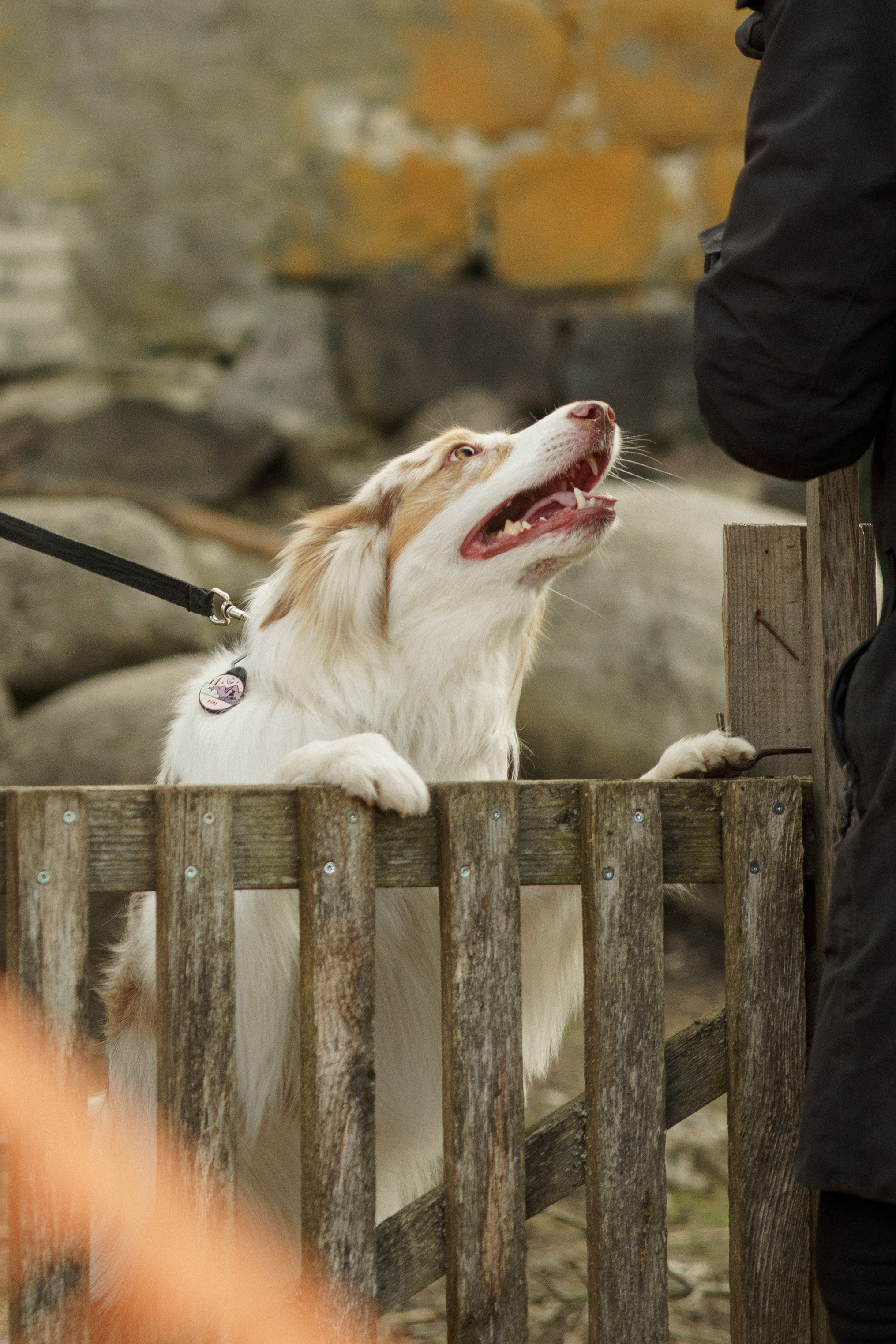 Herding Days, 26 apr. 2025. Kat Laisaar — Pet photographer in Tallinn