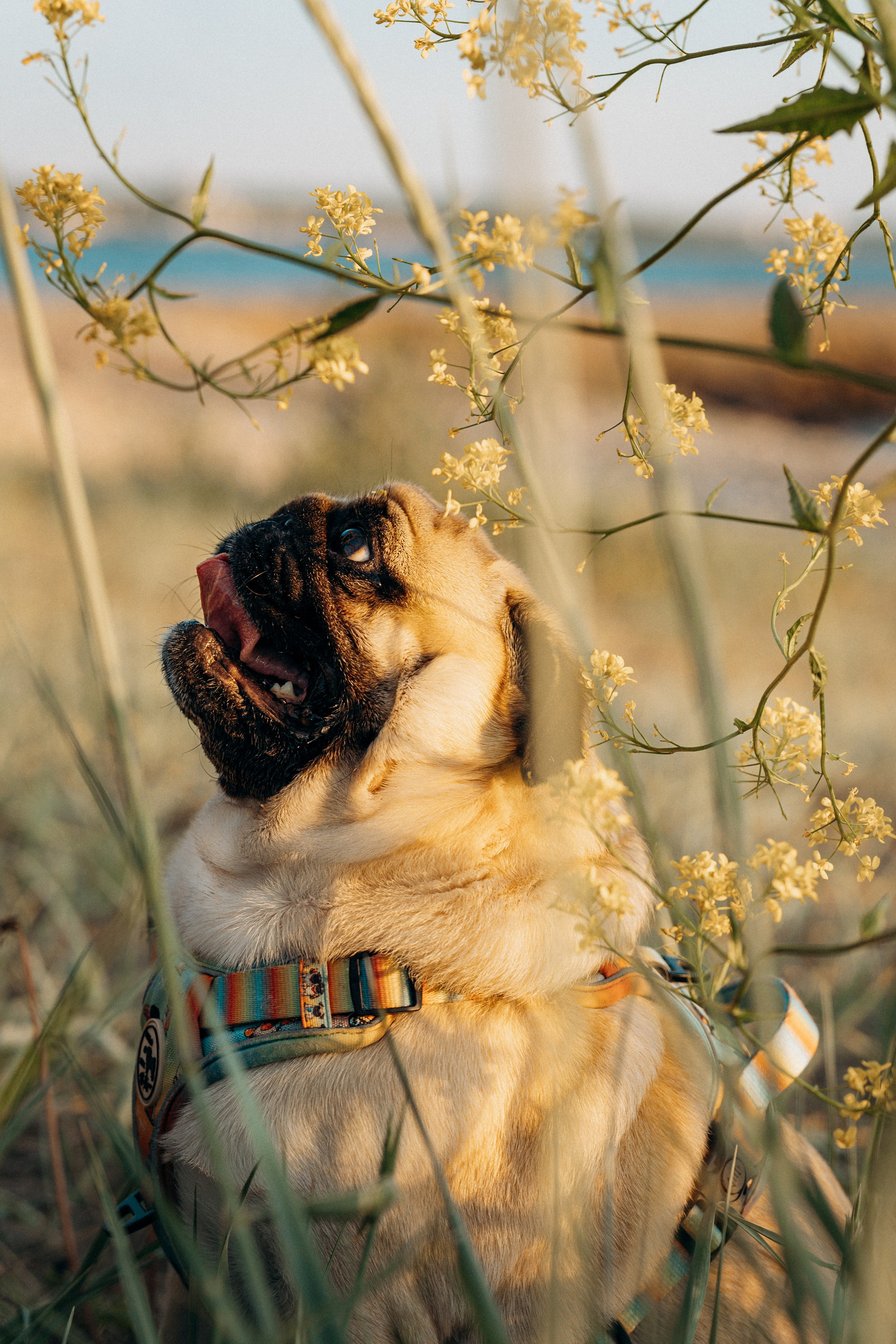 Frank, Tony, Katerina & Lev. Kat Laisaar — Pet photographer in Tallinn