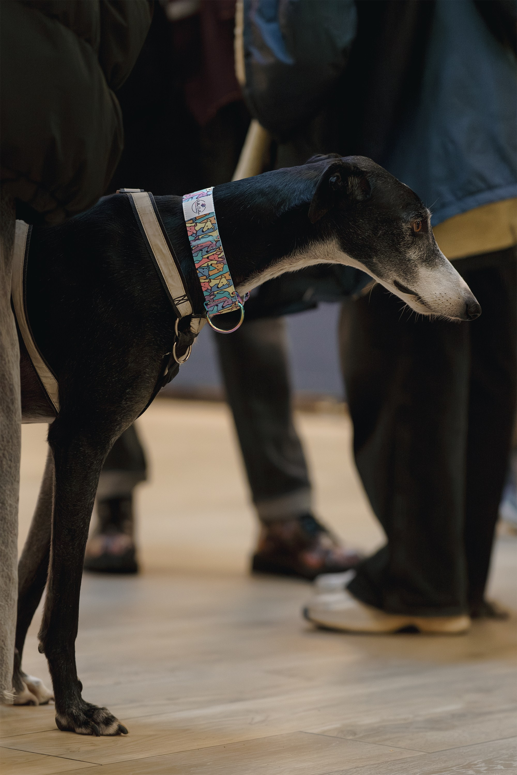 GalgoTreff / Solaris keskus 16 november. Kat Laisaar — Pet photographer in Tallinn