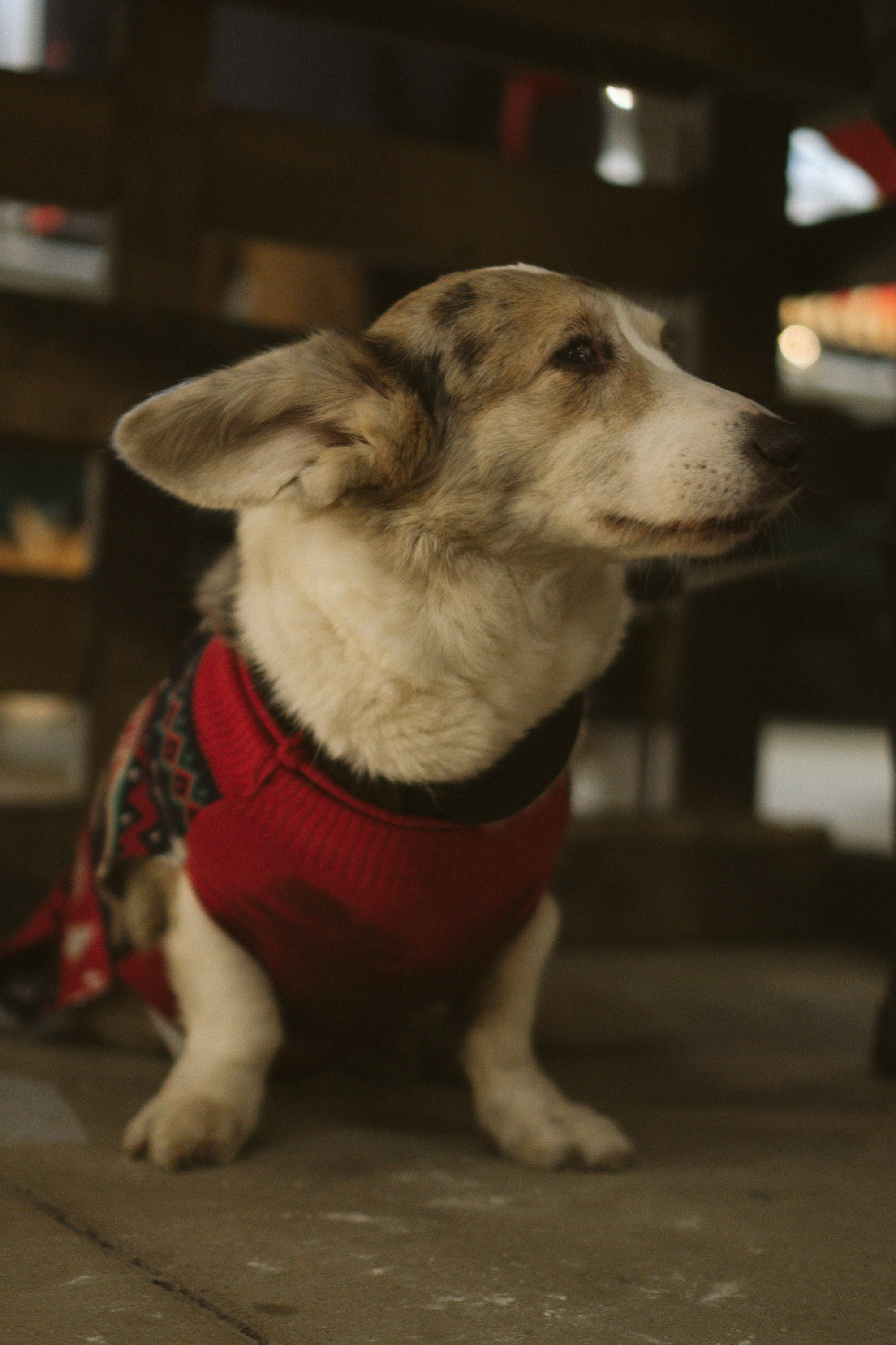 Corgi Fest, Christmas edition. Kat Laisaar — Pet photographer in Tallinn