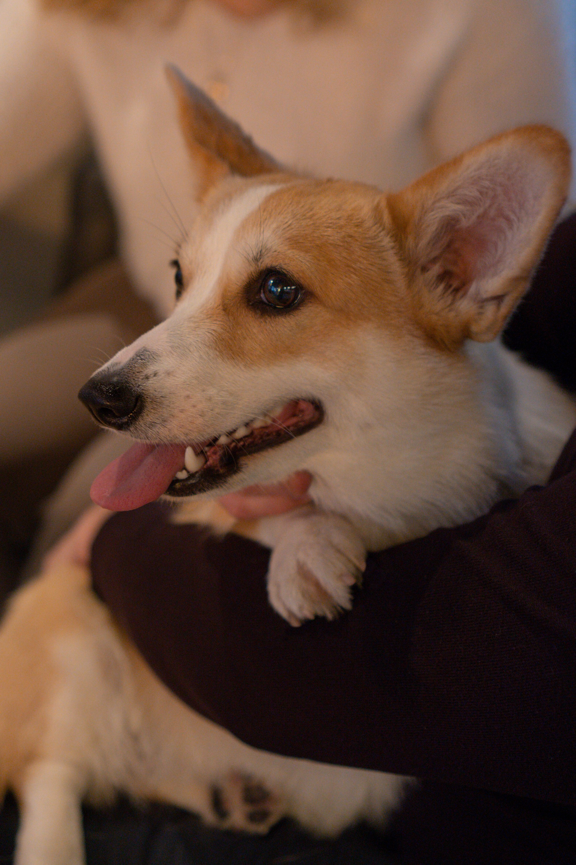 Maarika, Jegor and their Luna, Pembroke Welsh Corgi. Kat Laisaar — Pet photographer in Tallinn