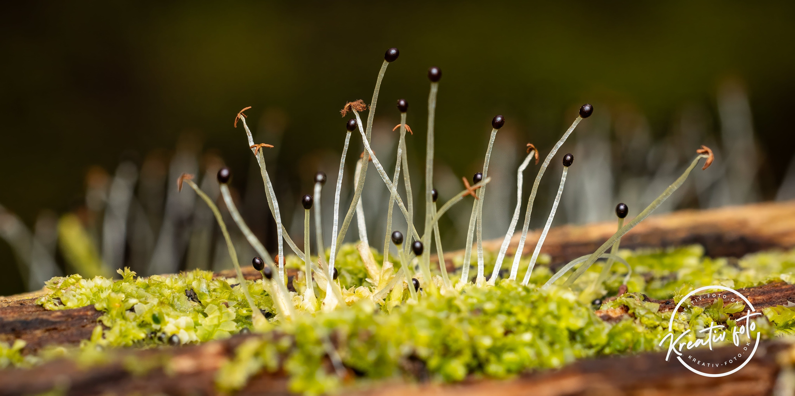 Forår. Fotograf Aarhus | Portrætfoto Århus | Flotte billeder