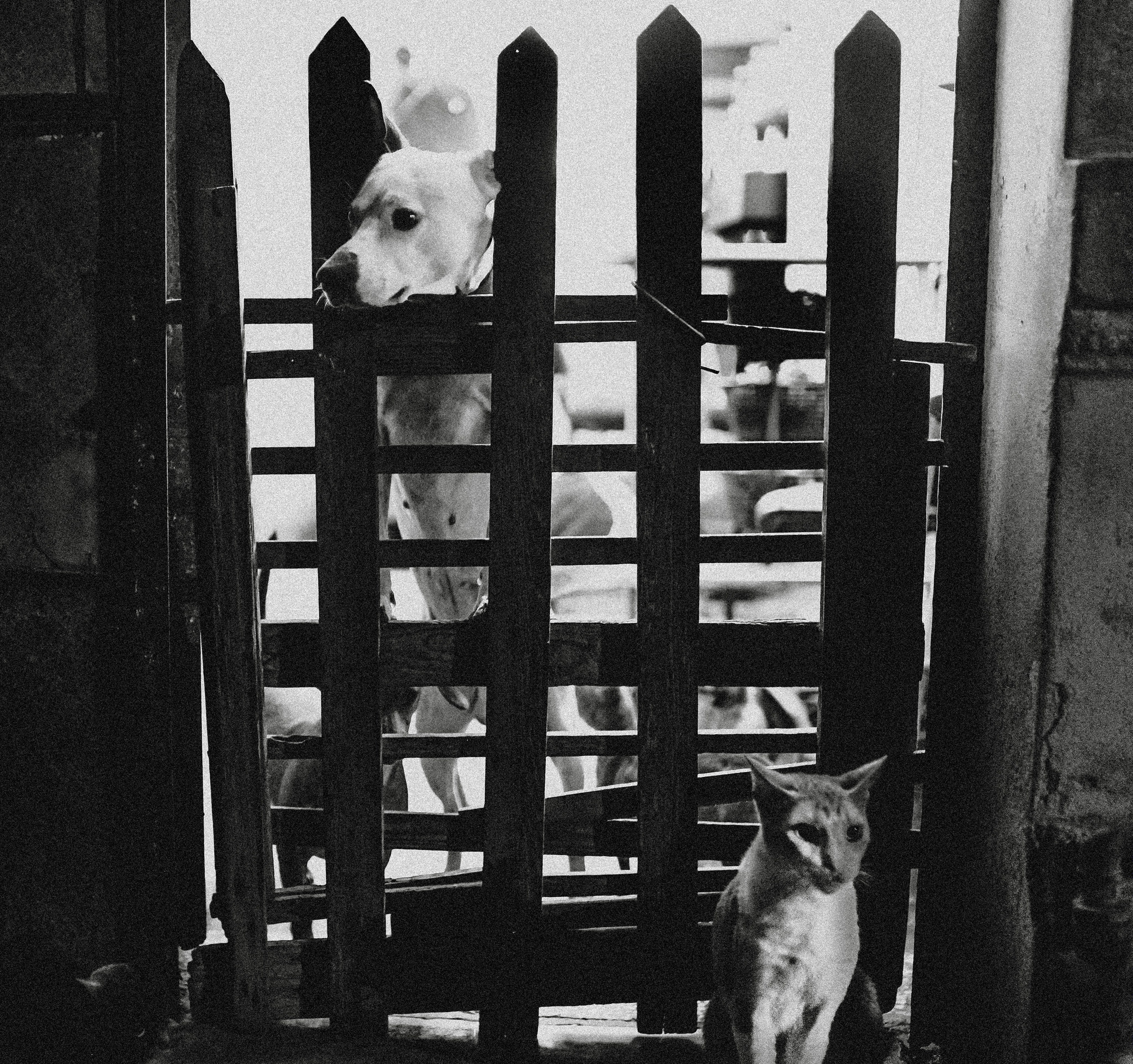 Кот шпедингера. Стрит-фотография, полная абсурда, идиотизма и красоты