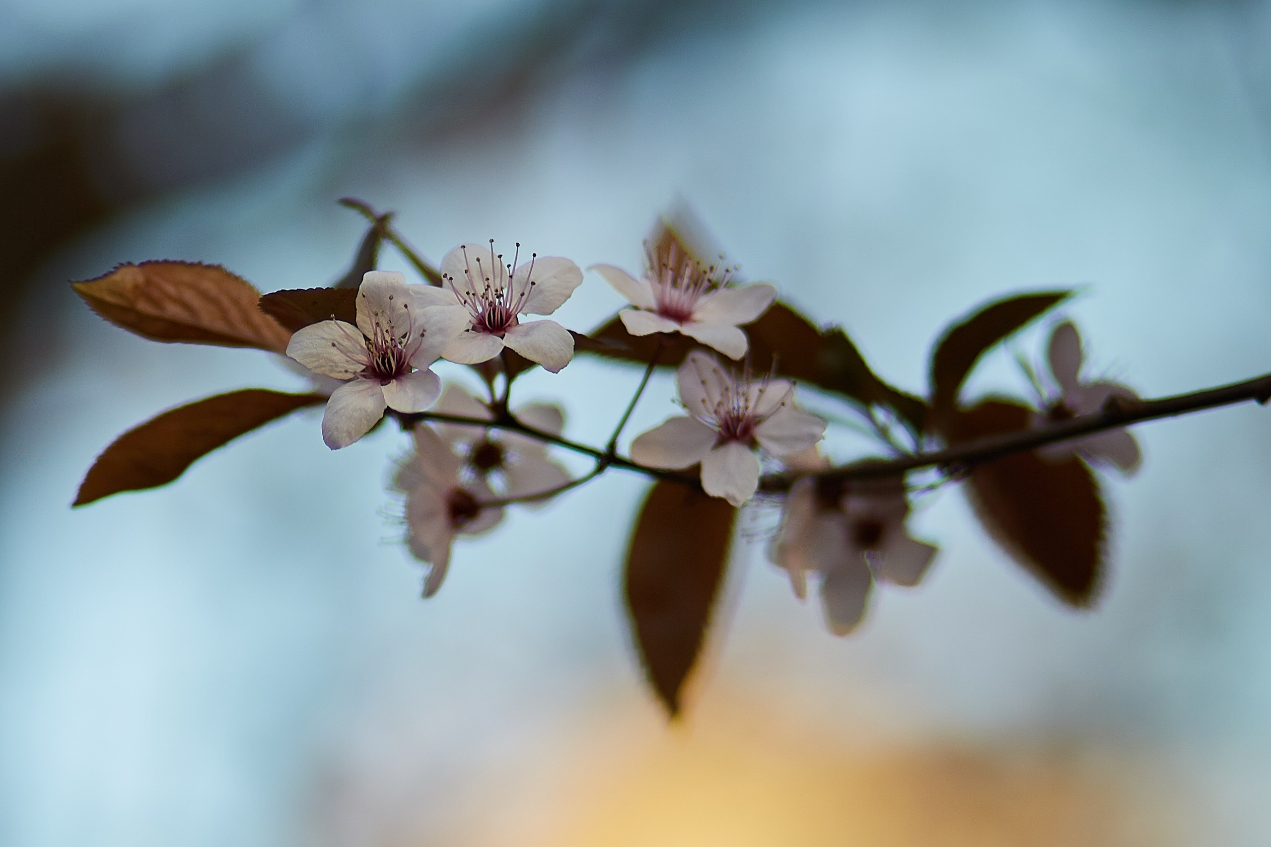 Flori. Pagina principală
