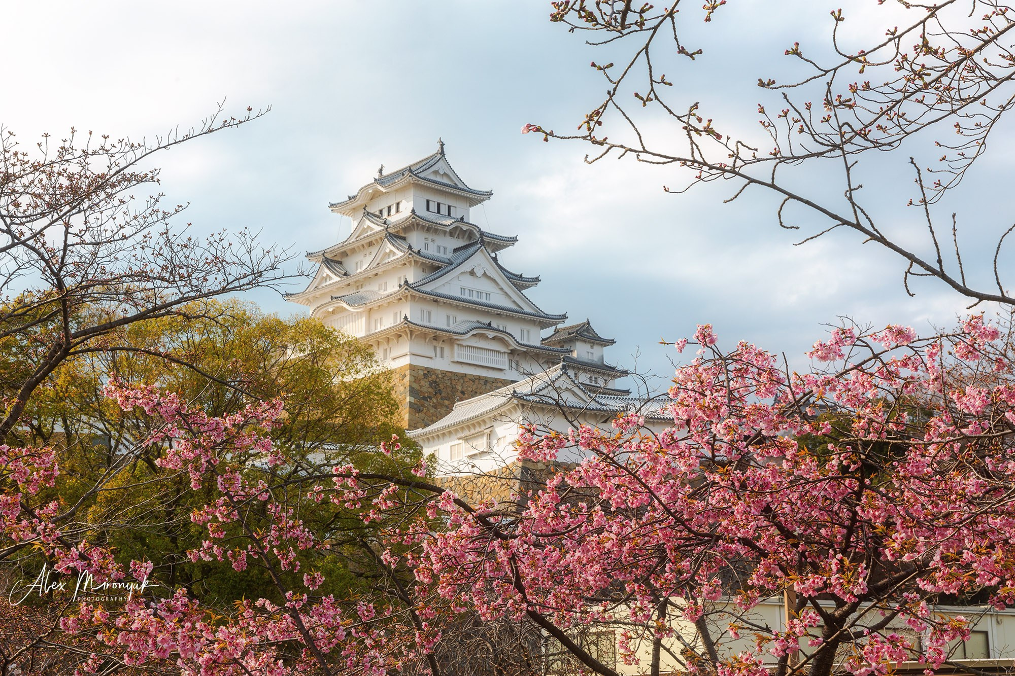 Hanami Season in Japan. Pet, Senior, Landscape, portrait studio, photographer in Miami and Sou