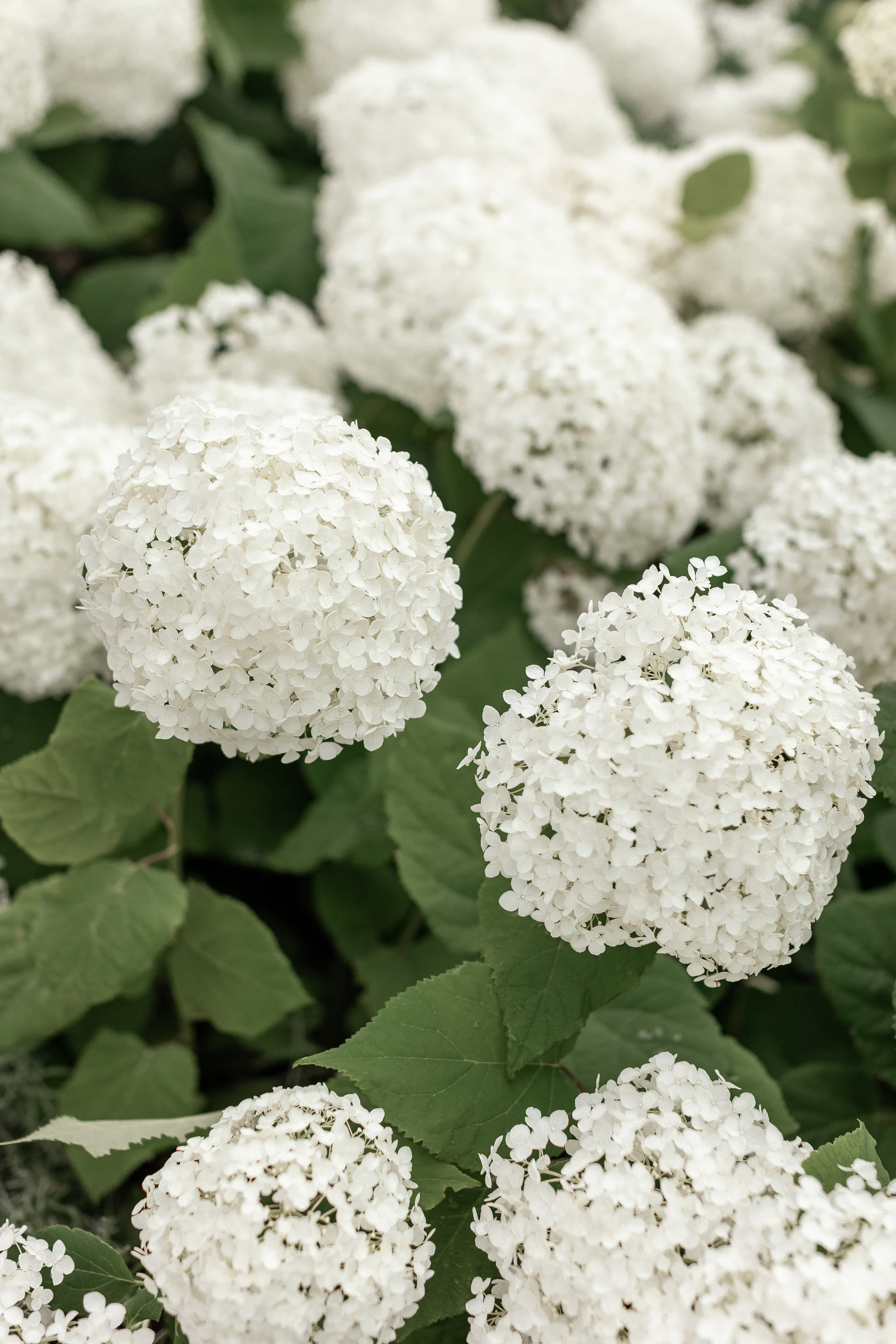 Hochzeit-osnabrueck/hochzeitsreportage. Fotografin in Osnabrück Mariana Slav