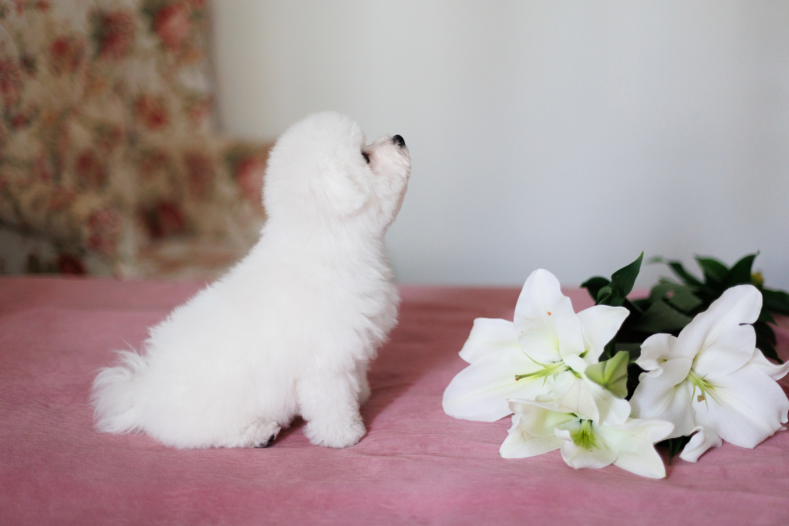 Sara's puppies. Семейный фотограф в Кишинёве Пулькина Ольга