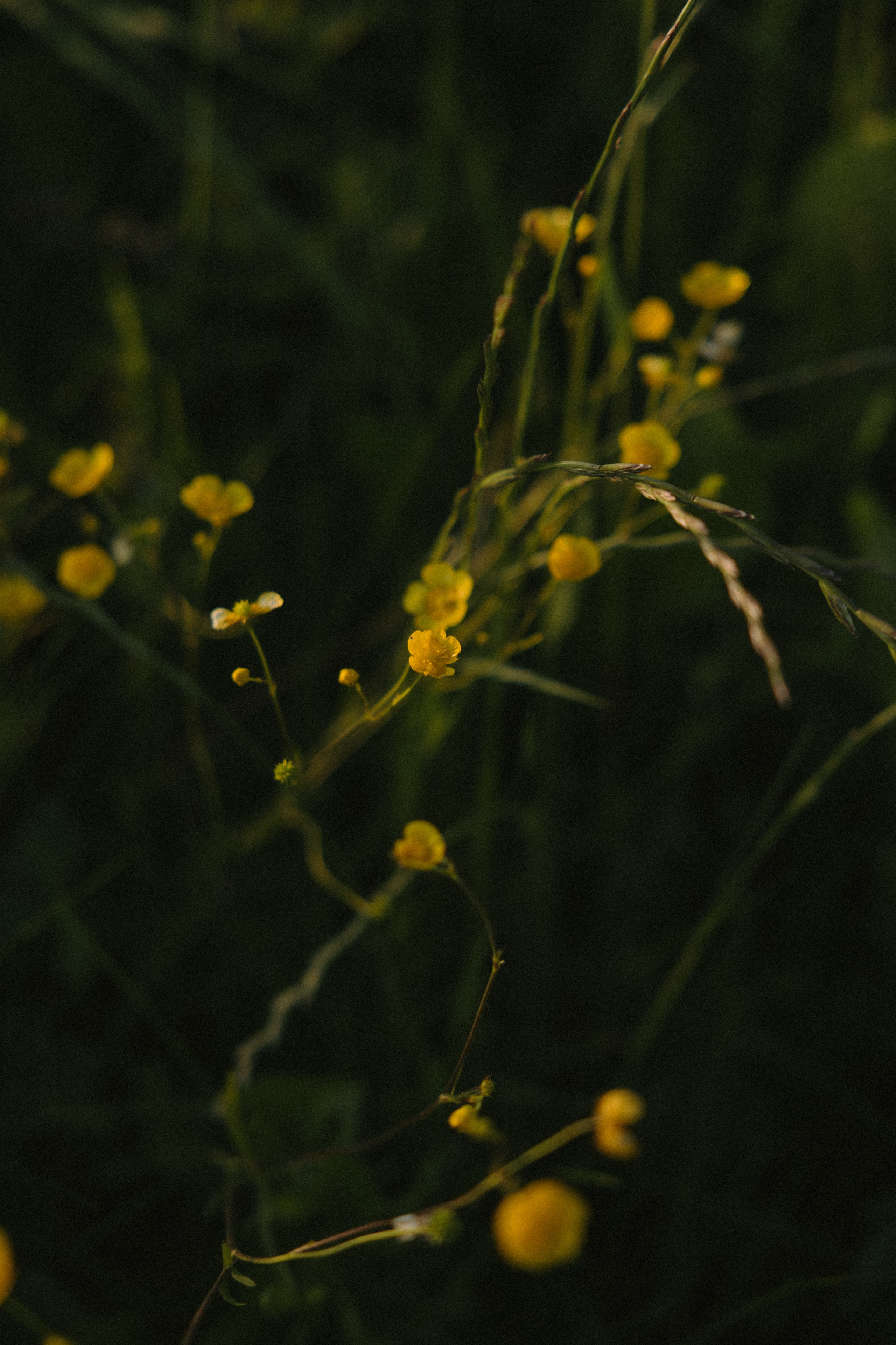 Lera & Maksim | laukimo fotosesija pievoje saulei besileidžiant. Vestuvių ir šeimų fotografė Lena Bondarenko / belove photo