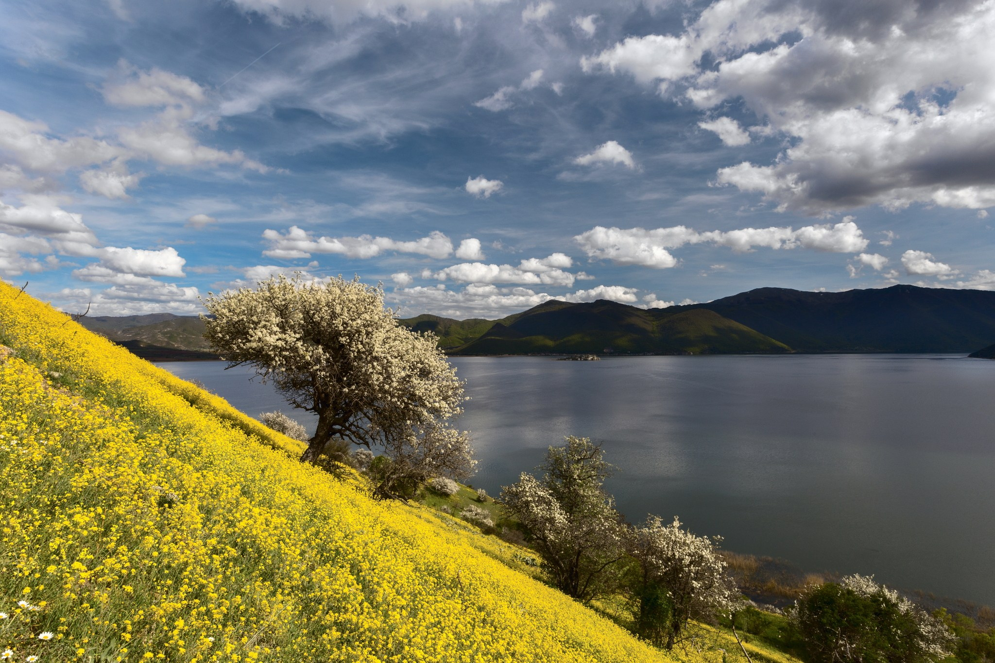 Разни. Александър Сандев - website