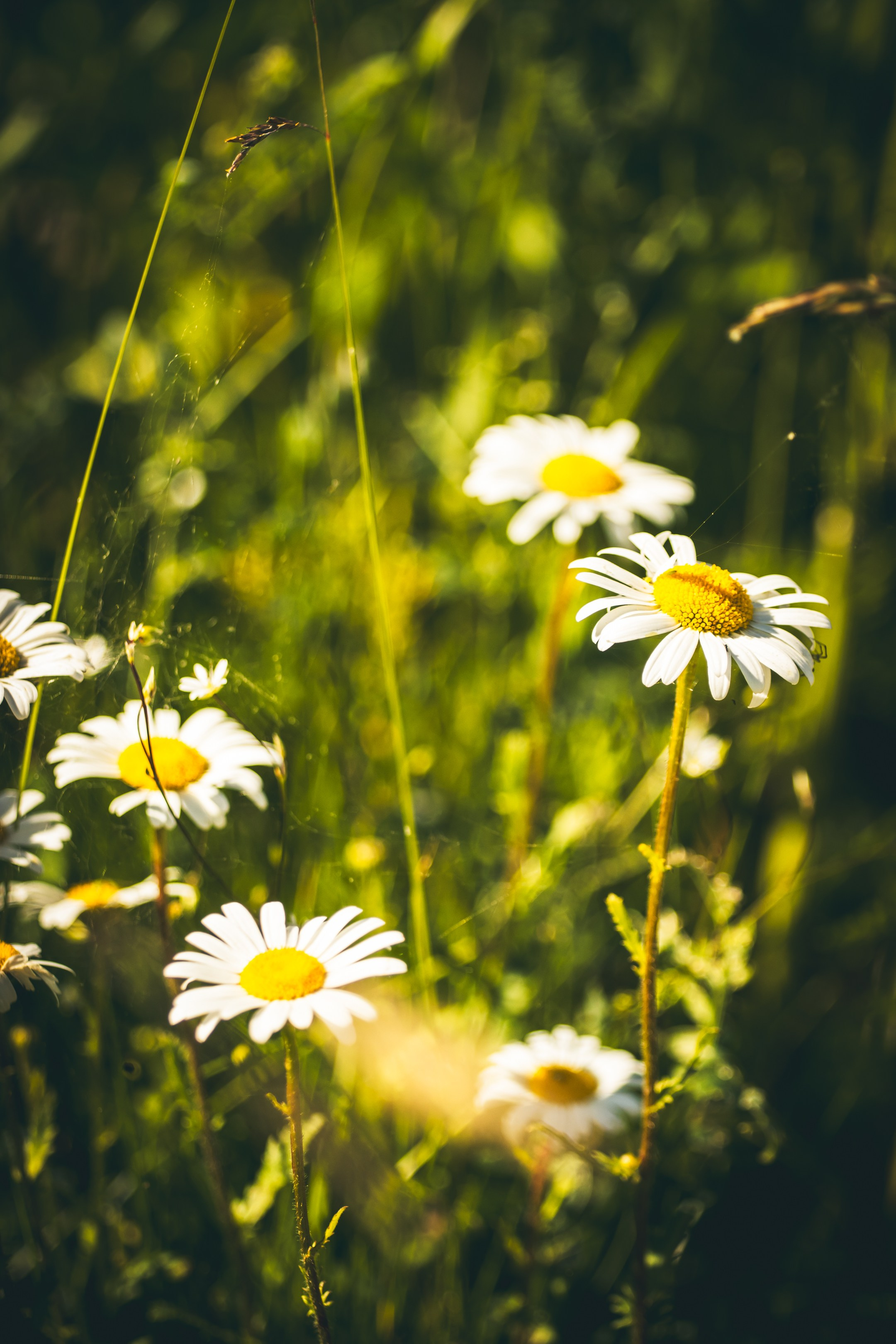 Jalgrattasõit ümbruskonnas. Nebula 25 — Fotod teie hingele
