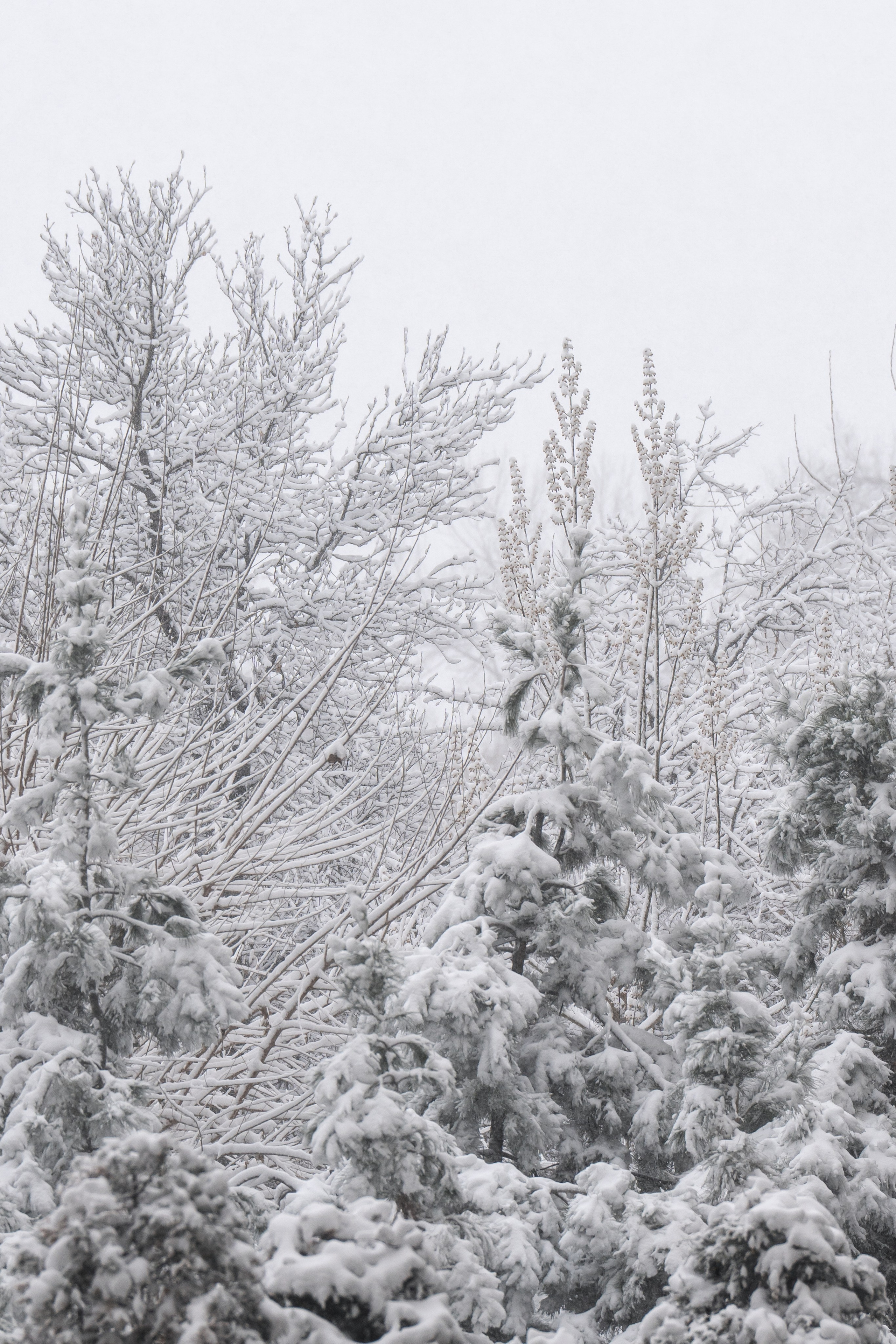 Снег. Георгий Намазов | Фотограф в Ташкенте