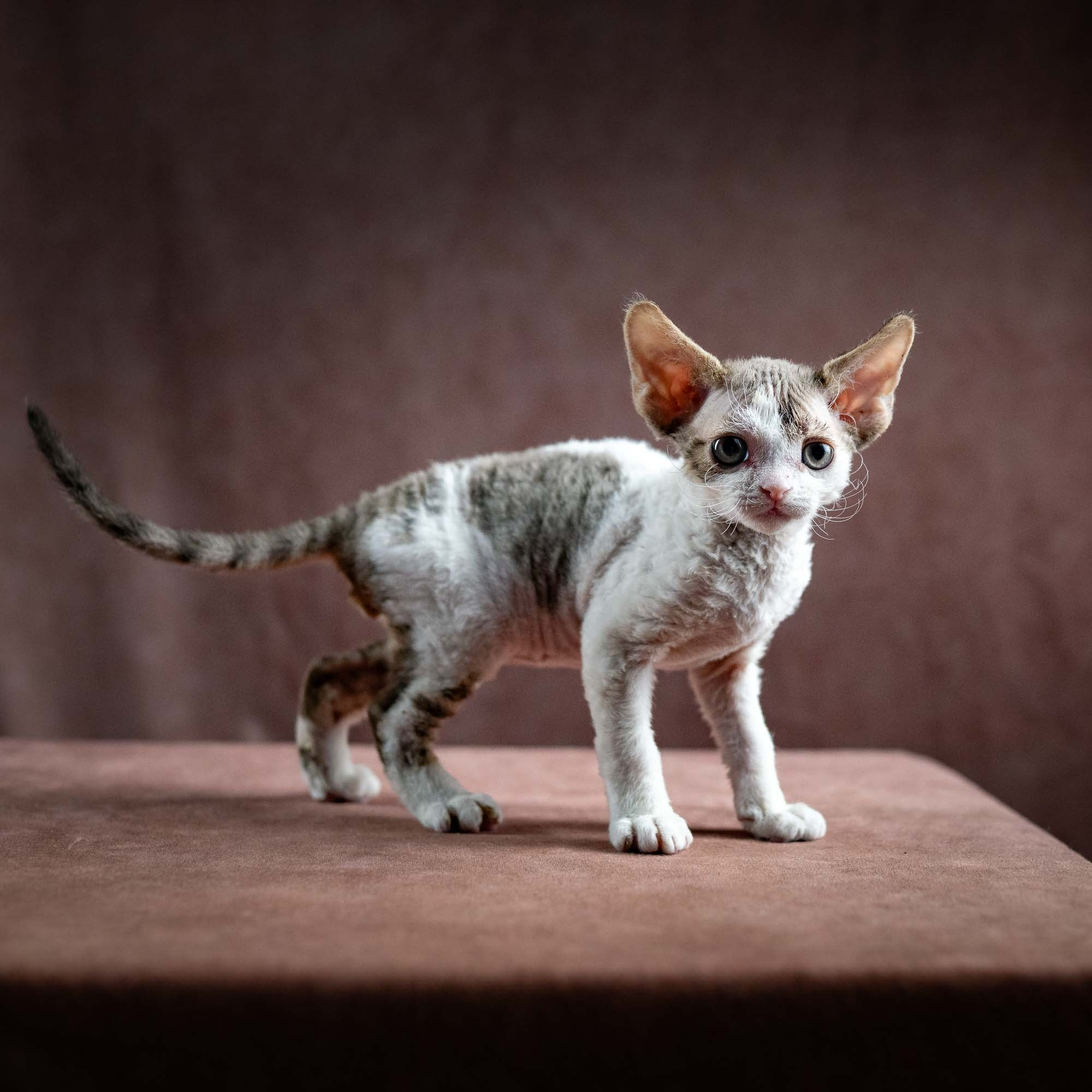 Hermes, boy, born 04.20.25. Devon Rex Pixie Cattery
