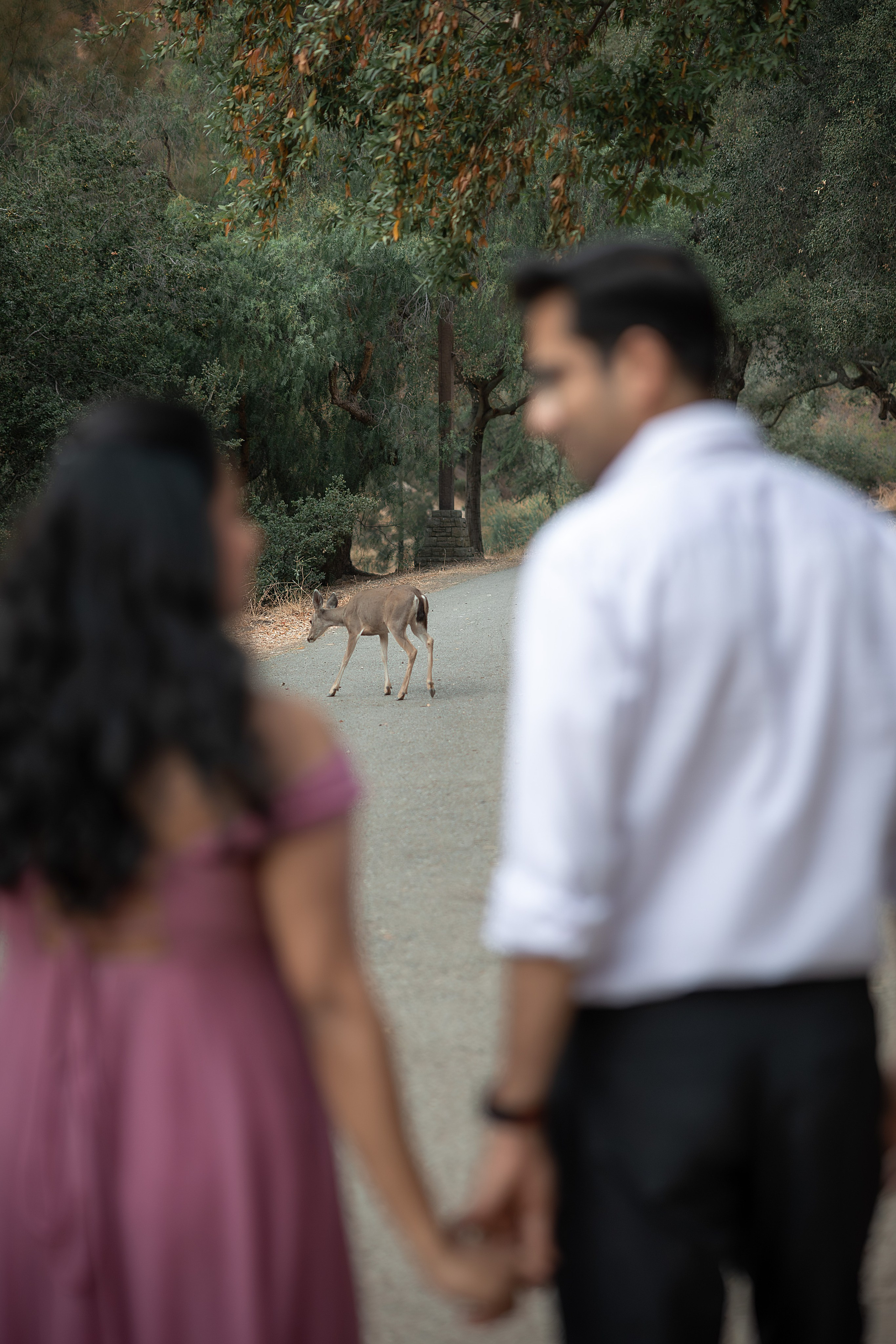 FAMILY & MATERNITY PHOTOGRAPHY. Couples & Families photographer in Bay Area, San Jose, California