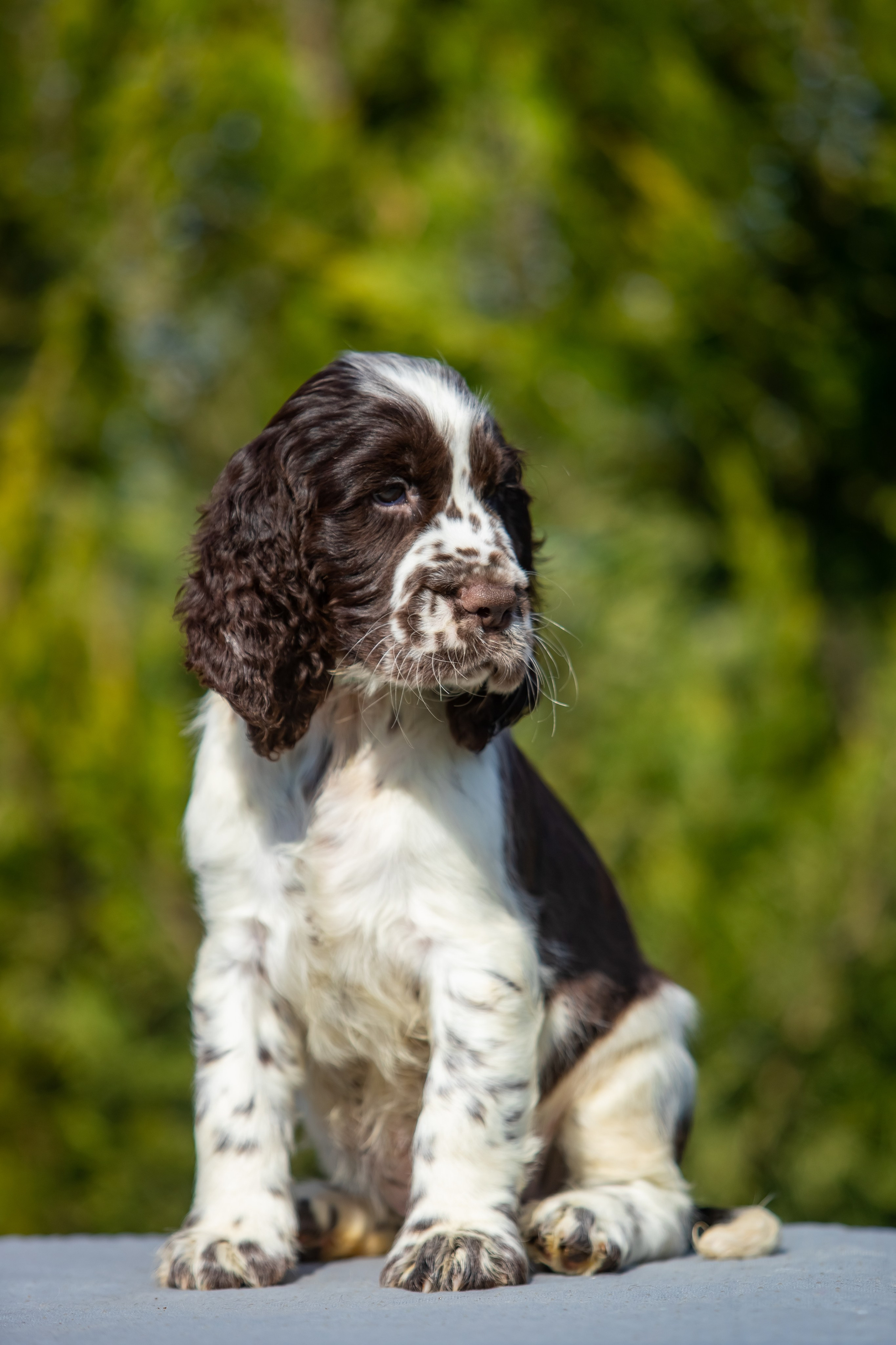 Male — Green collar 💚. Website of the titled stud dog of the Springer Spaniel breed