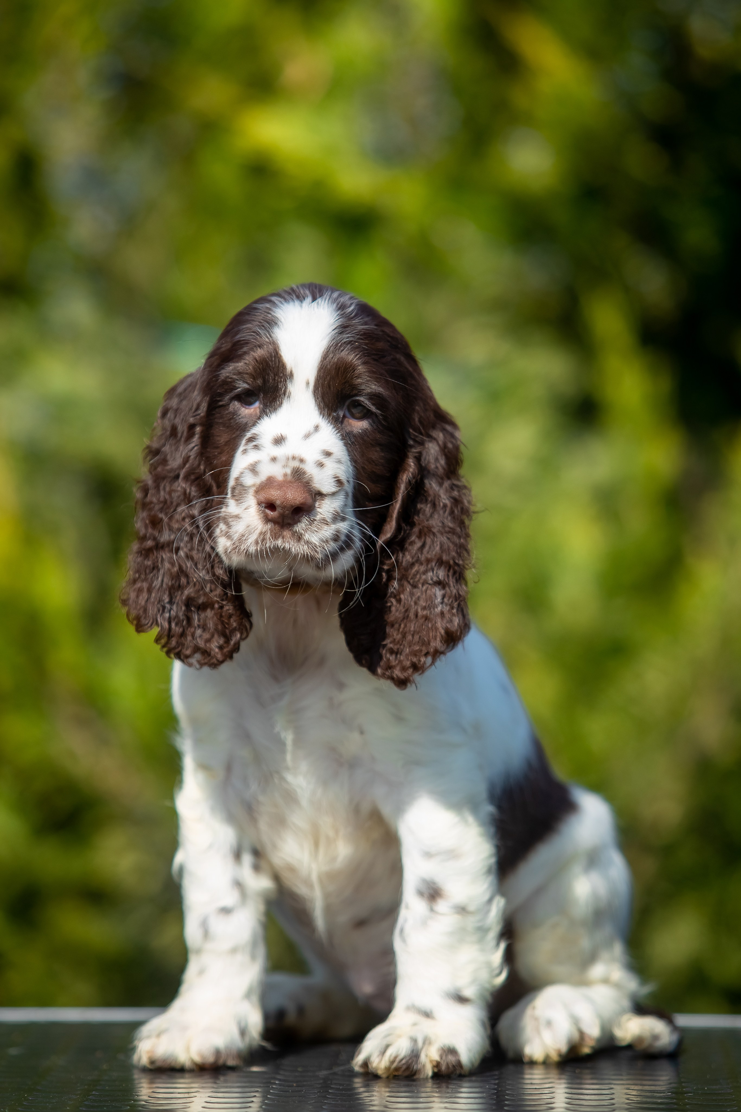 Female — Grey collar 🩶. Website of the titled stud dog of the Springer Spaniel breed
