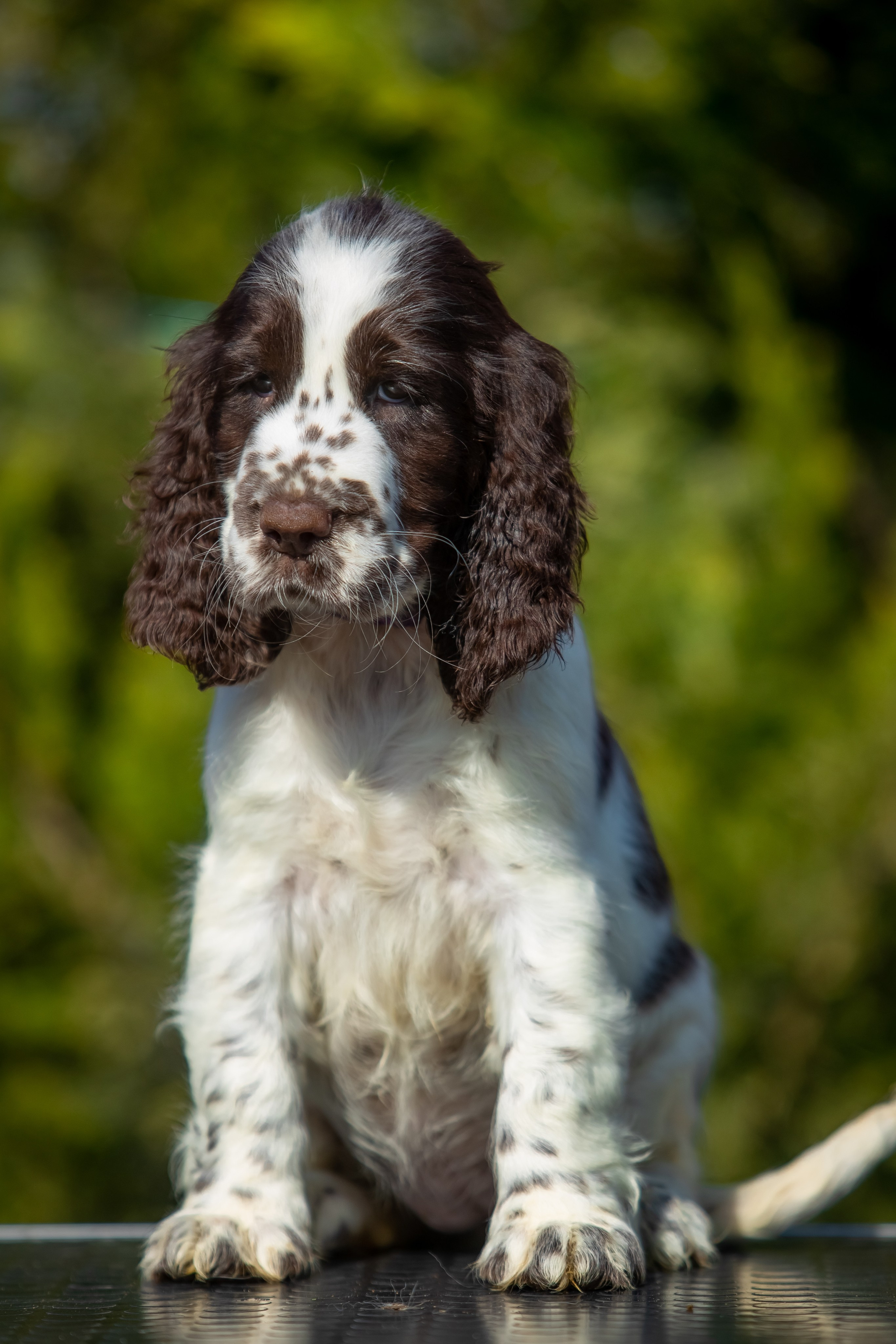 Female — Purple collar💜. Website of the titled stud dog of the Springer Spaniel breed