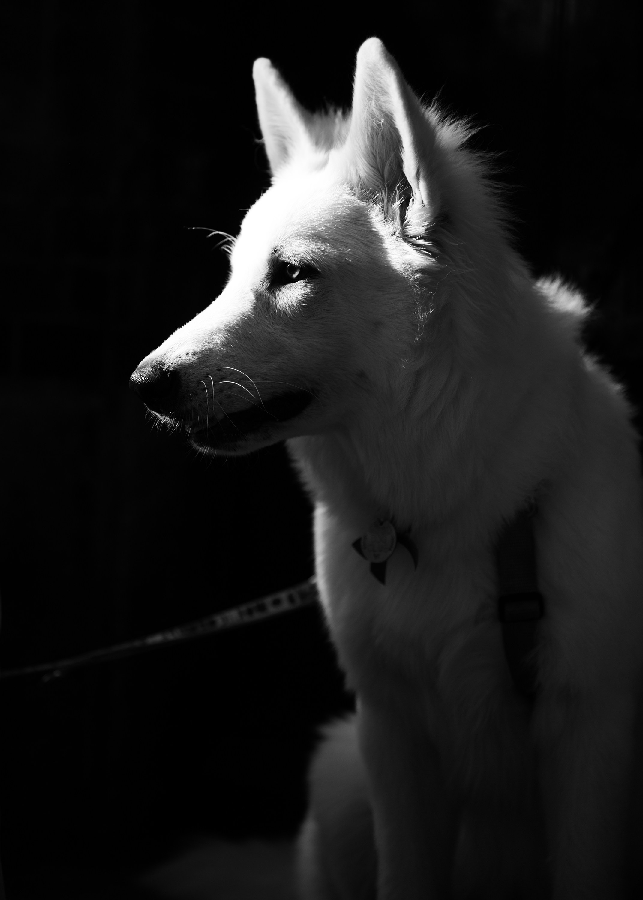 Astra in Leipzig. Kaja | fotograf we Wrocławiu | ludzie i psy