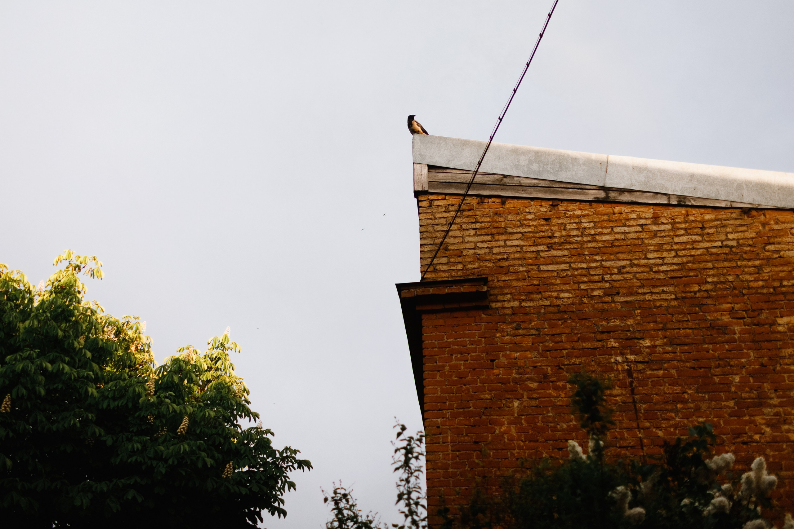 Grodno. Kaja | fotograf we Wrocławiu | ludzie i psy