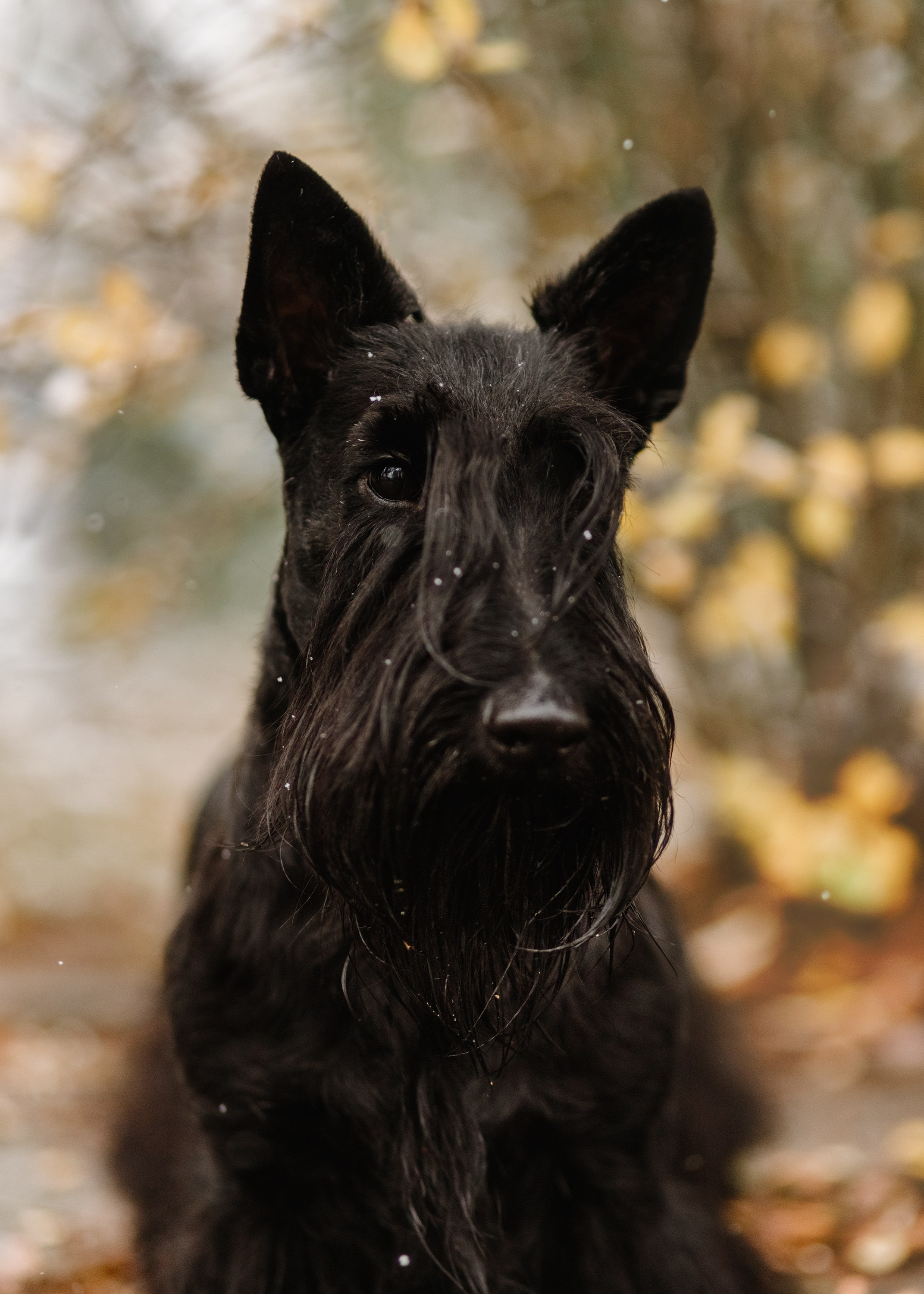 Dog shows | the best ones. Kaja | fotograf psów we Wrocławiu