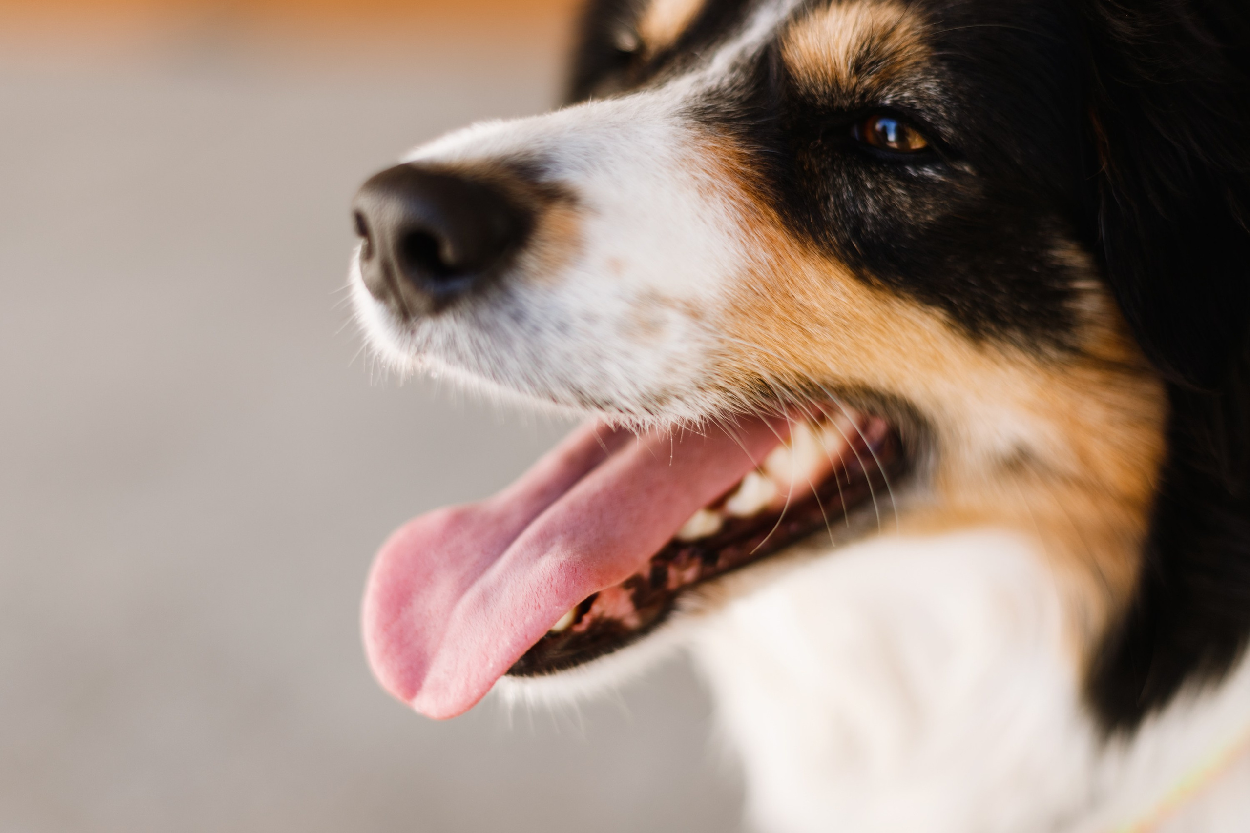 Dog trainer blog content. Kaja | fotograf we Wrocławiu | ludzie i psy