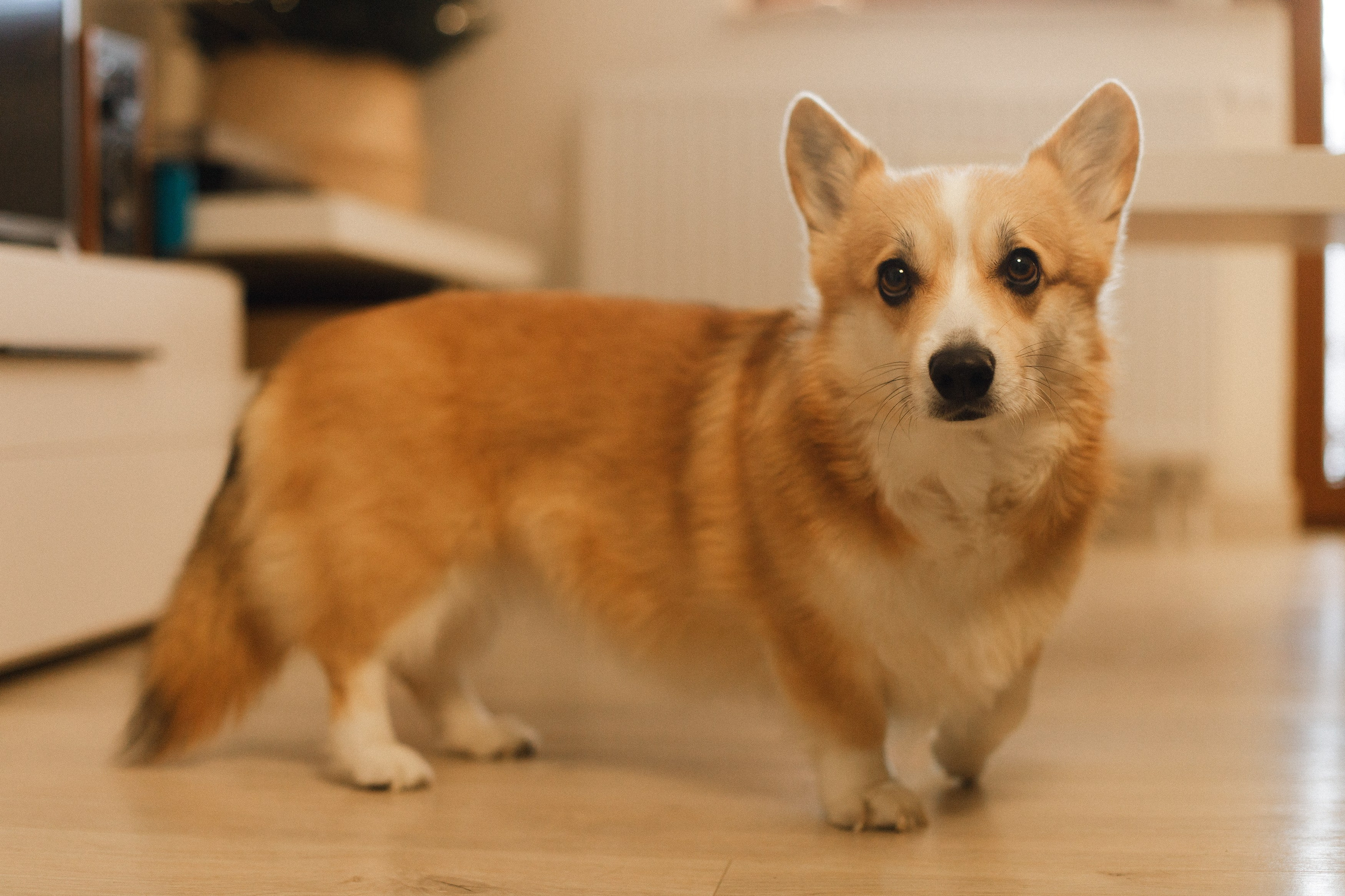 Dasha & Daisy. Kaja | fotograf psów we Wrocławiu