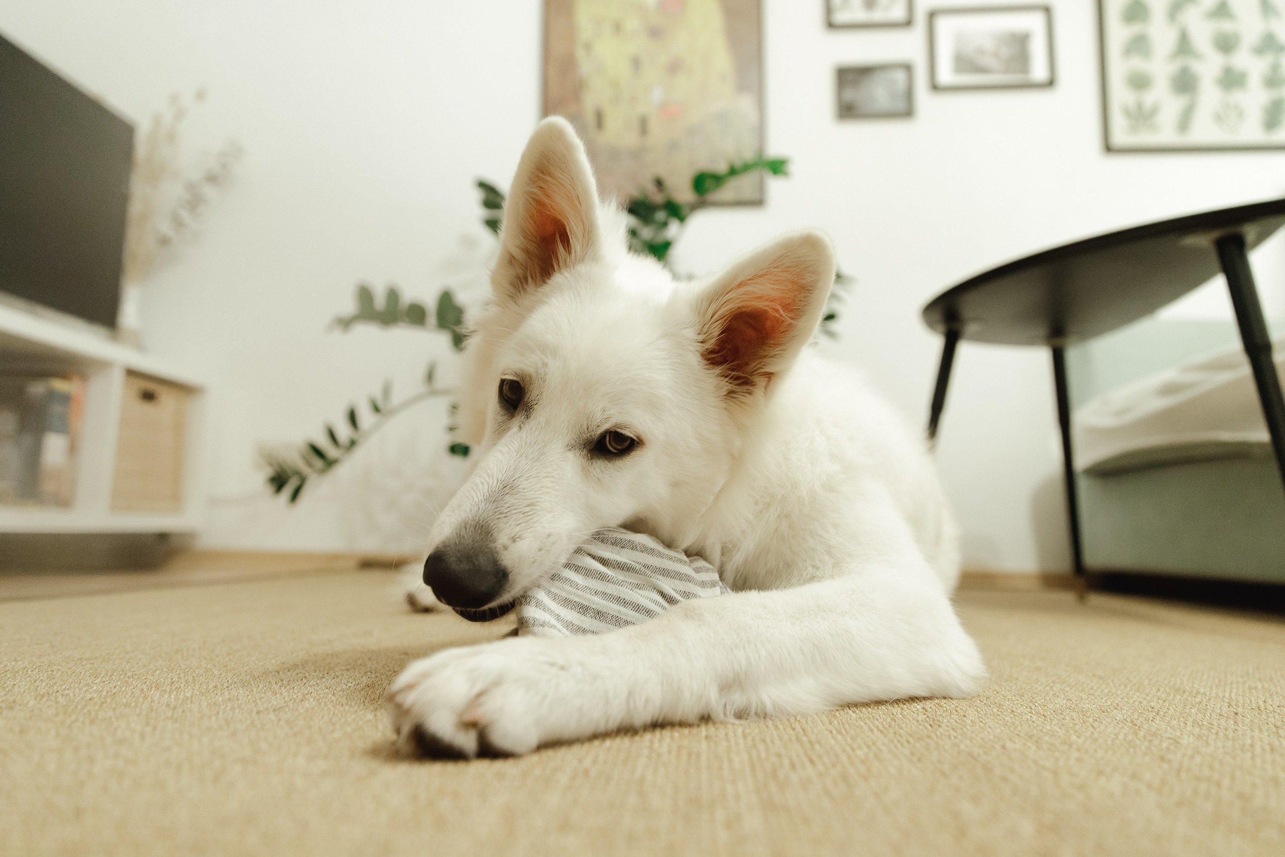 Astra in Leipzig. Kaja | fotograf we Wrocławiu | ludzie i psy