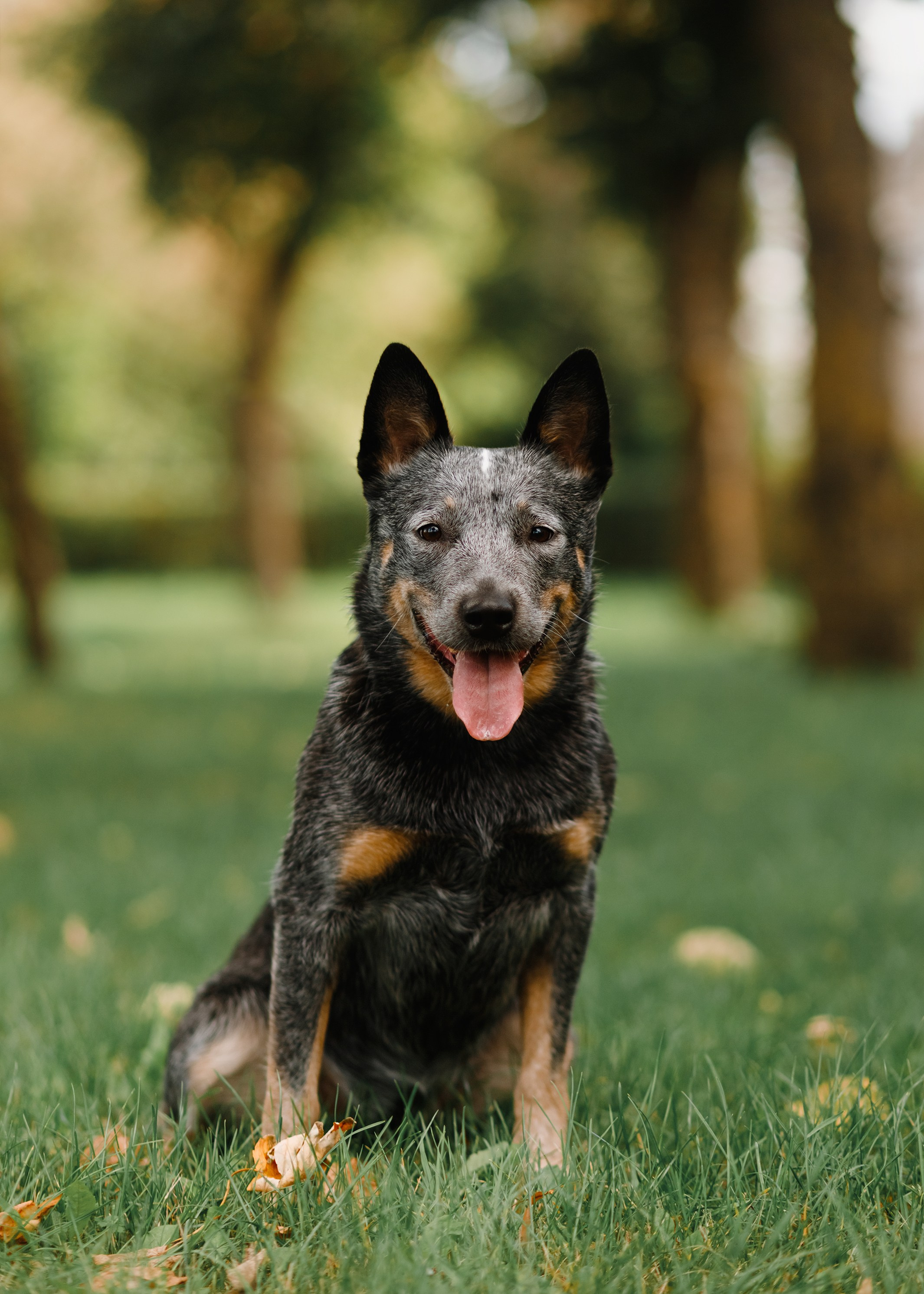 Summer photo day for dog handler. Kaja | fotograf we Wrocławiu | ludzie i psy