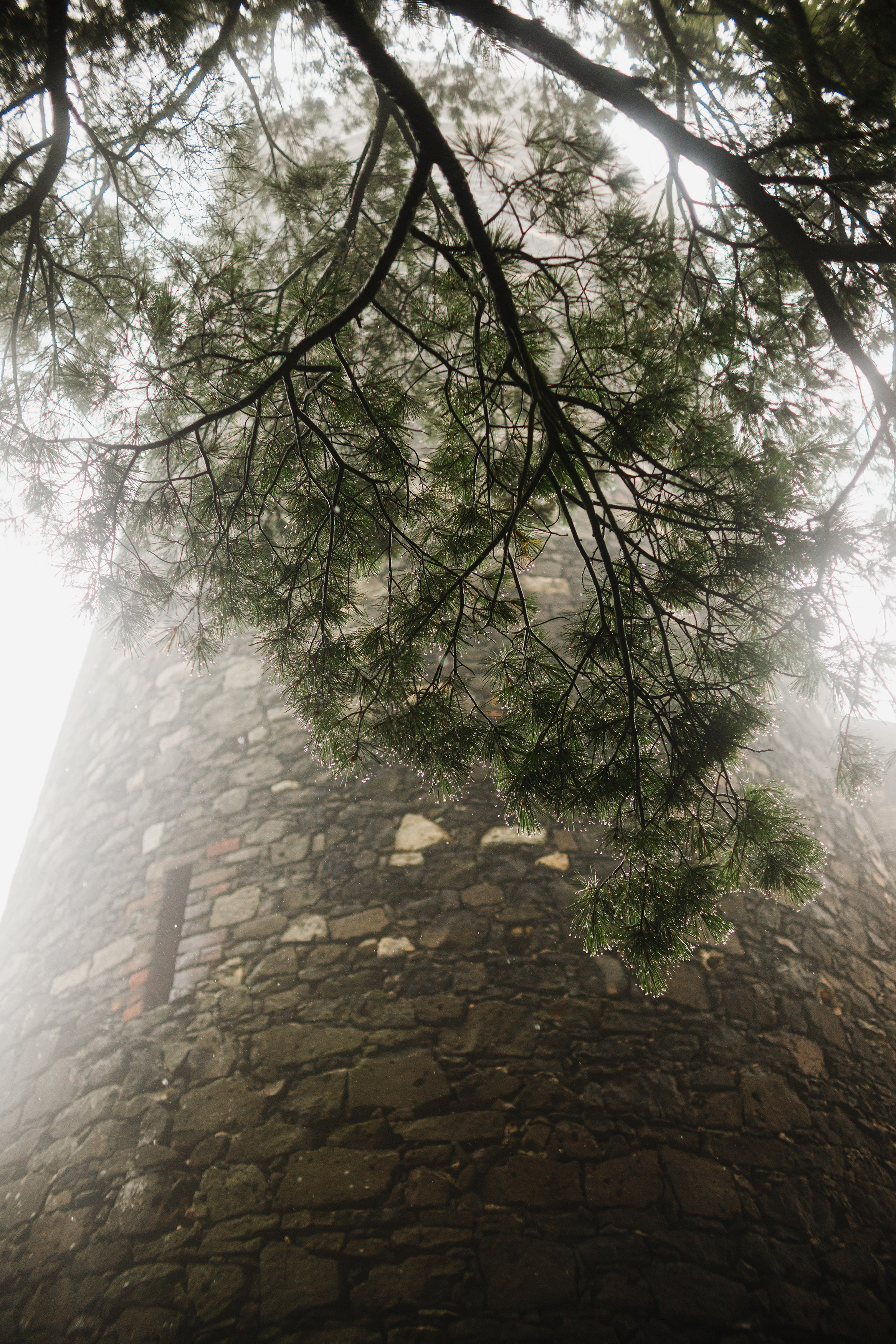 Zamek Grodziec. Kaja | fotograf psów we Wrocławiu