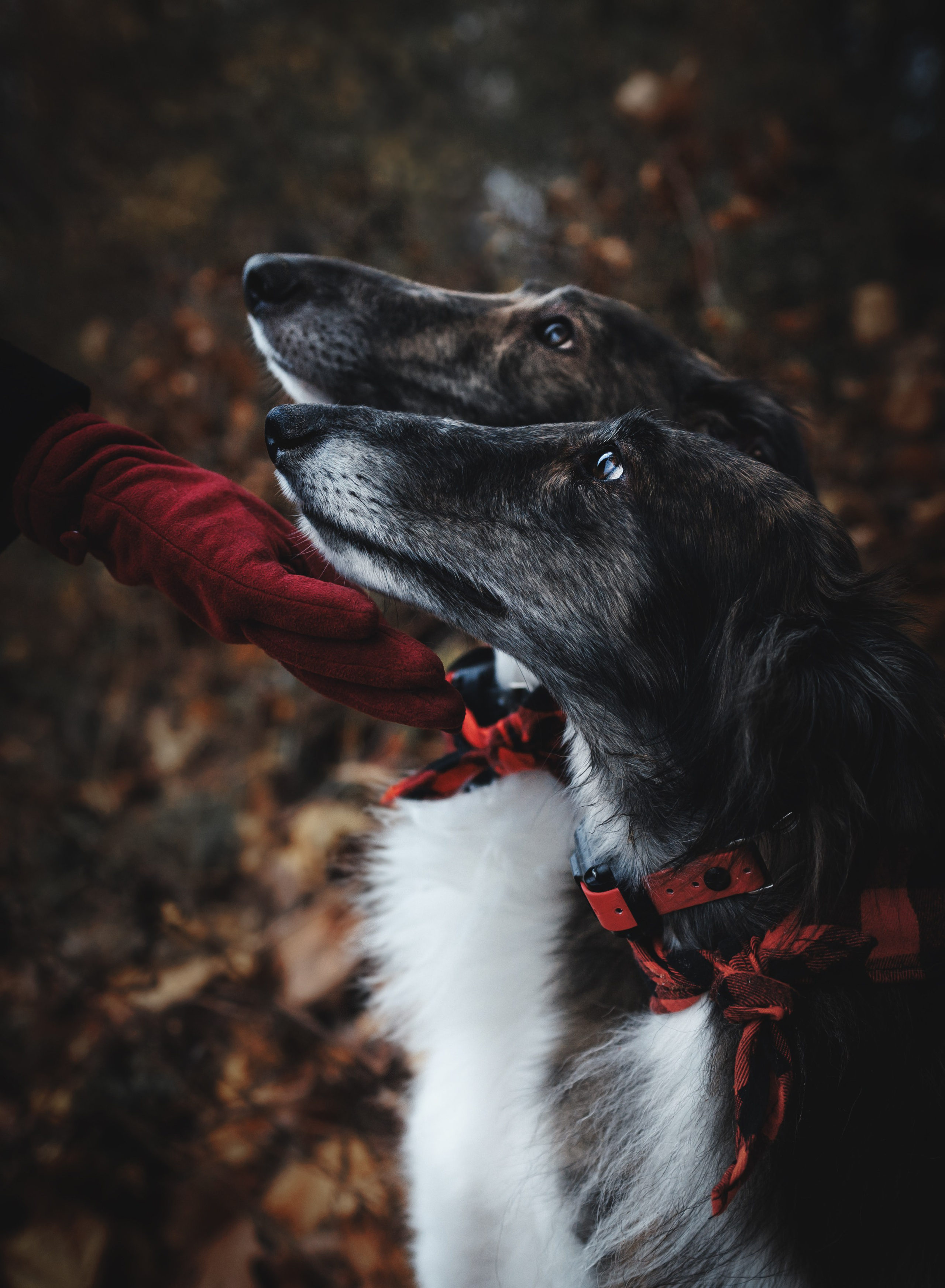 Luca, Oren & Mia. Pet Photographer Viktoriya Aleshenko