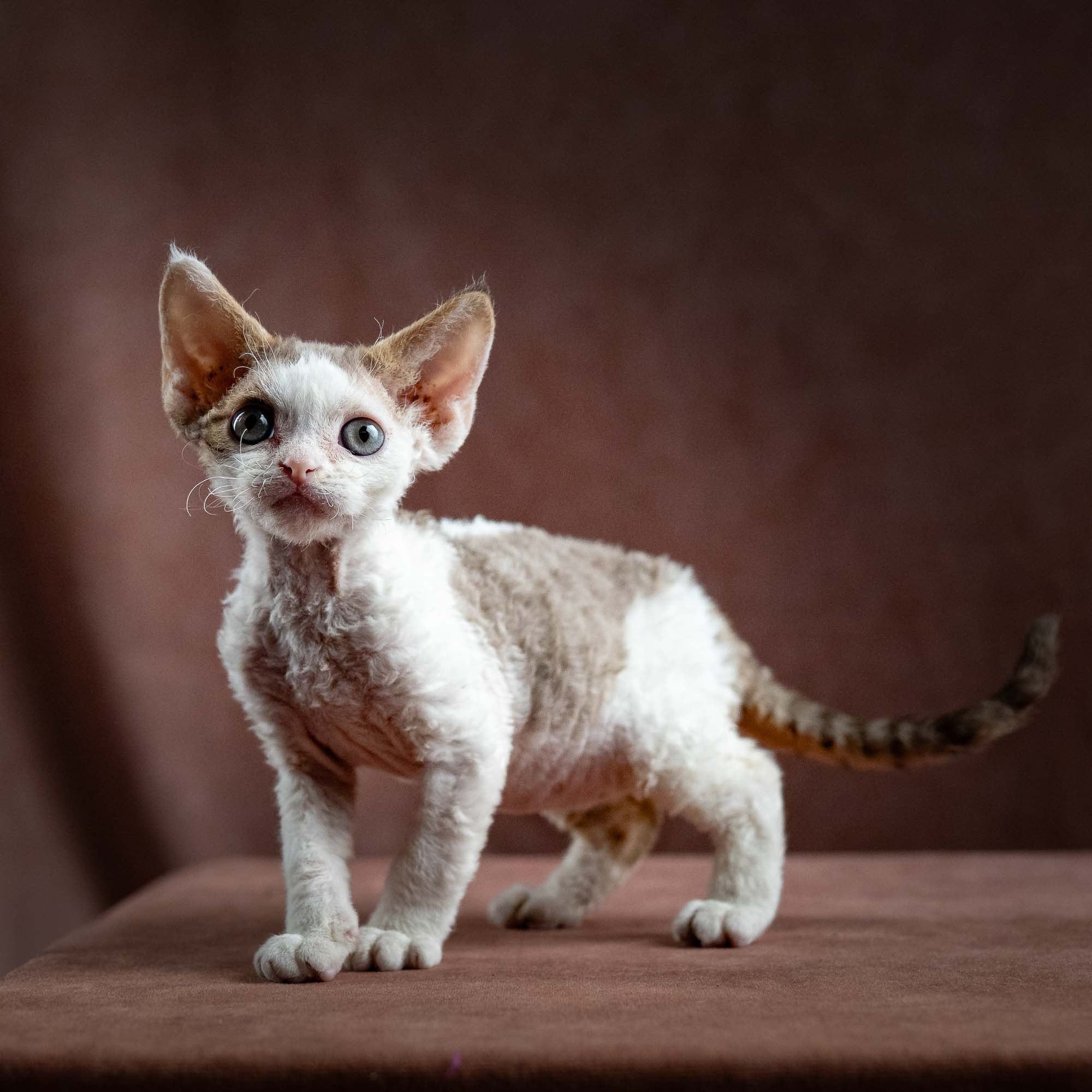 Hector,  boy, born 04.20.25. Devon Rex Pixie Cattery