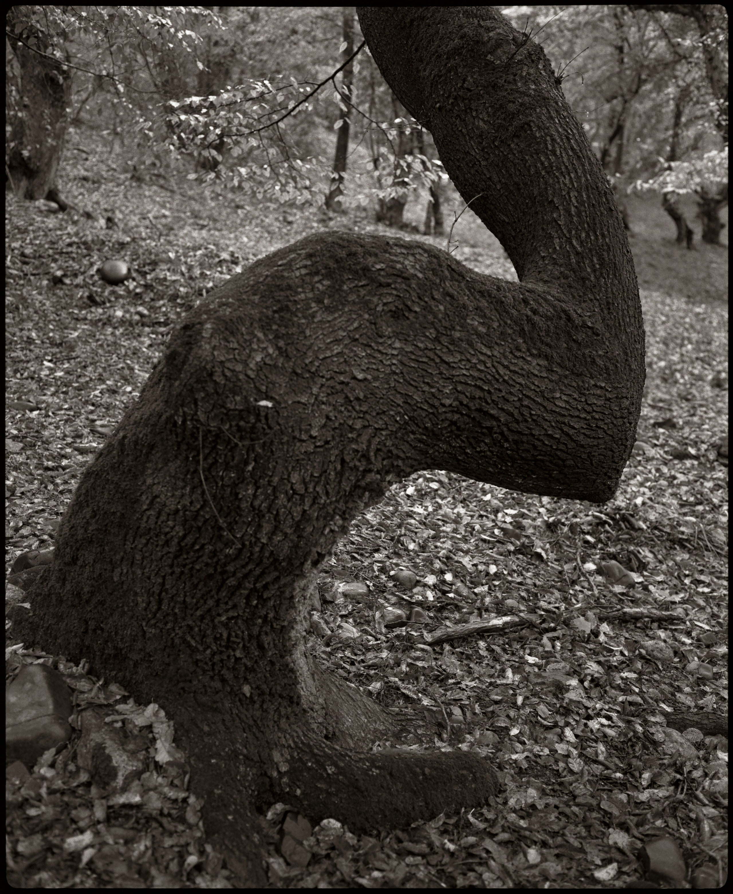 NATURE. Www.sananaleskerov.com