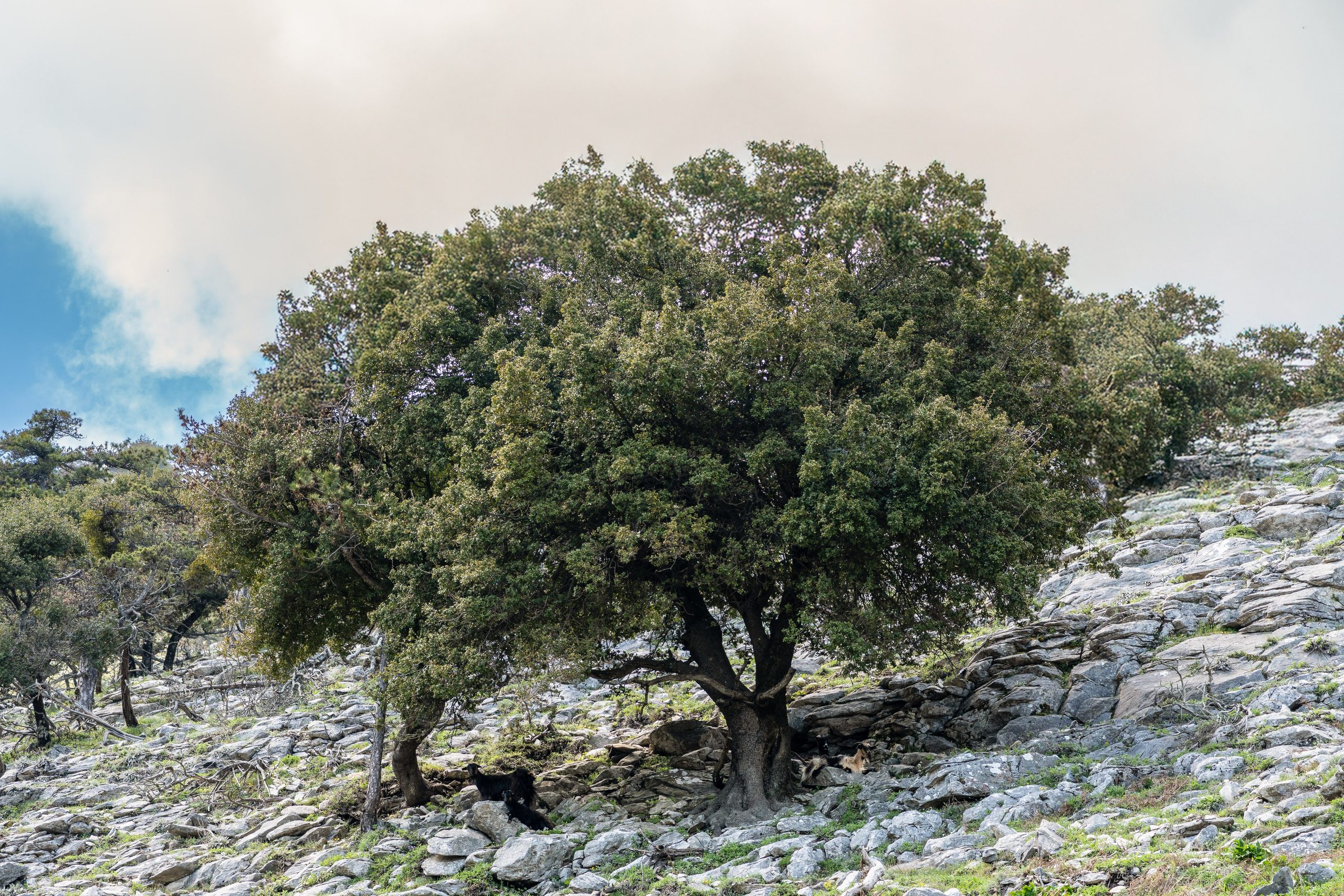 Thasos 2025. Fotografiideplacere.net