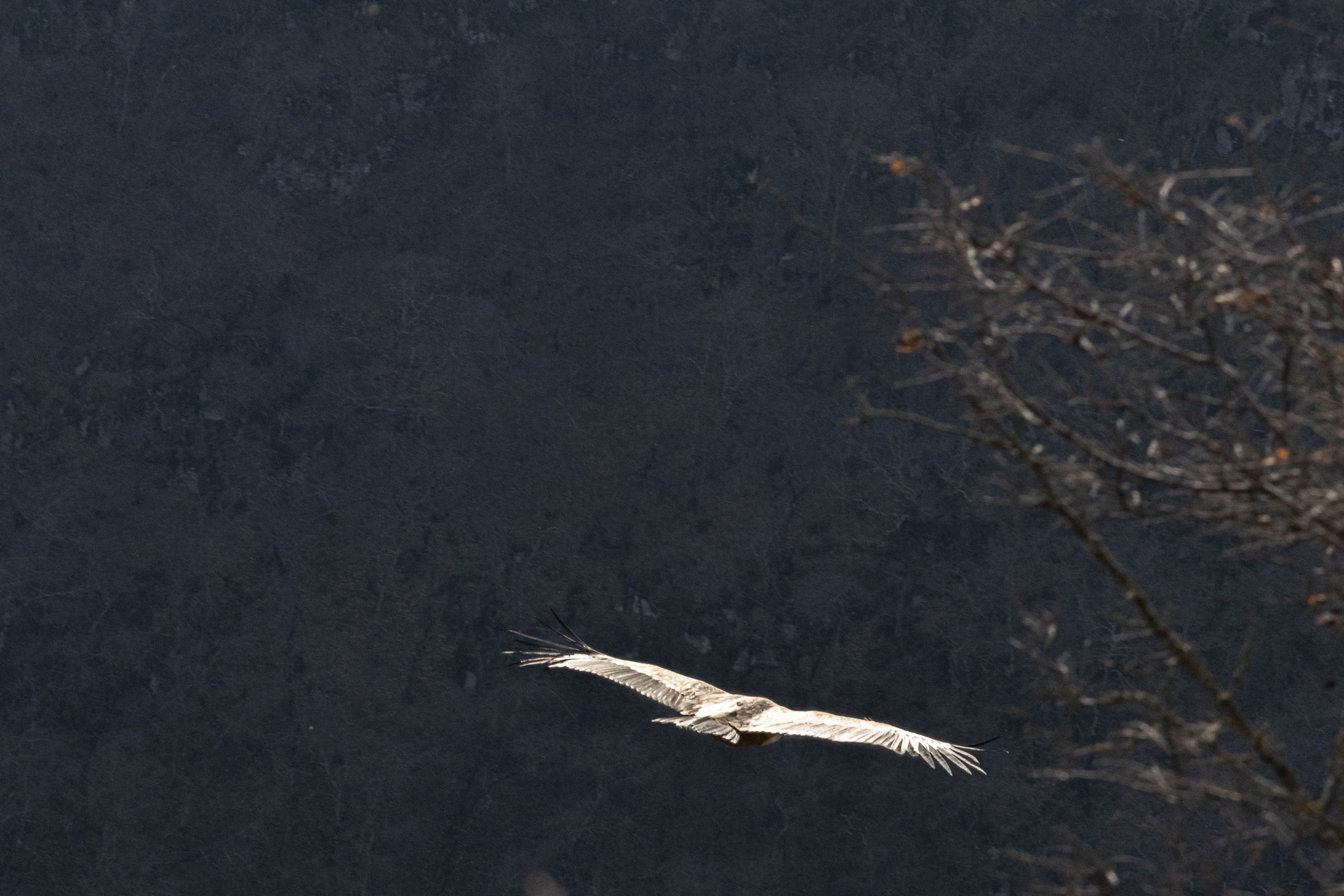 სამშვილდე. FramefreeMan