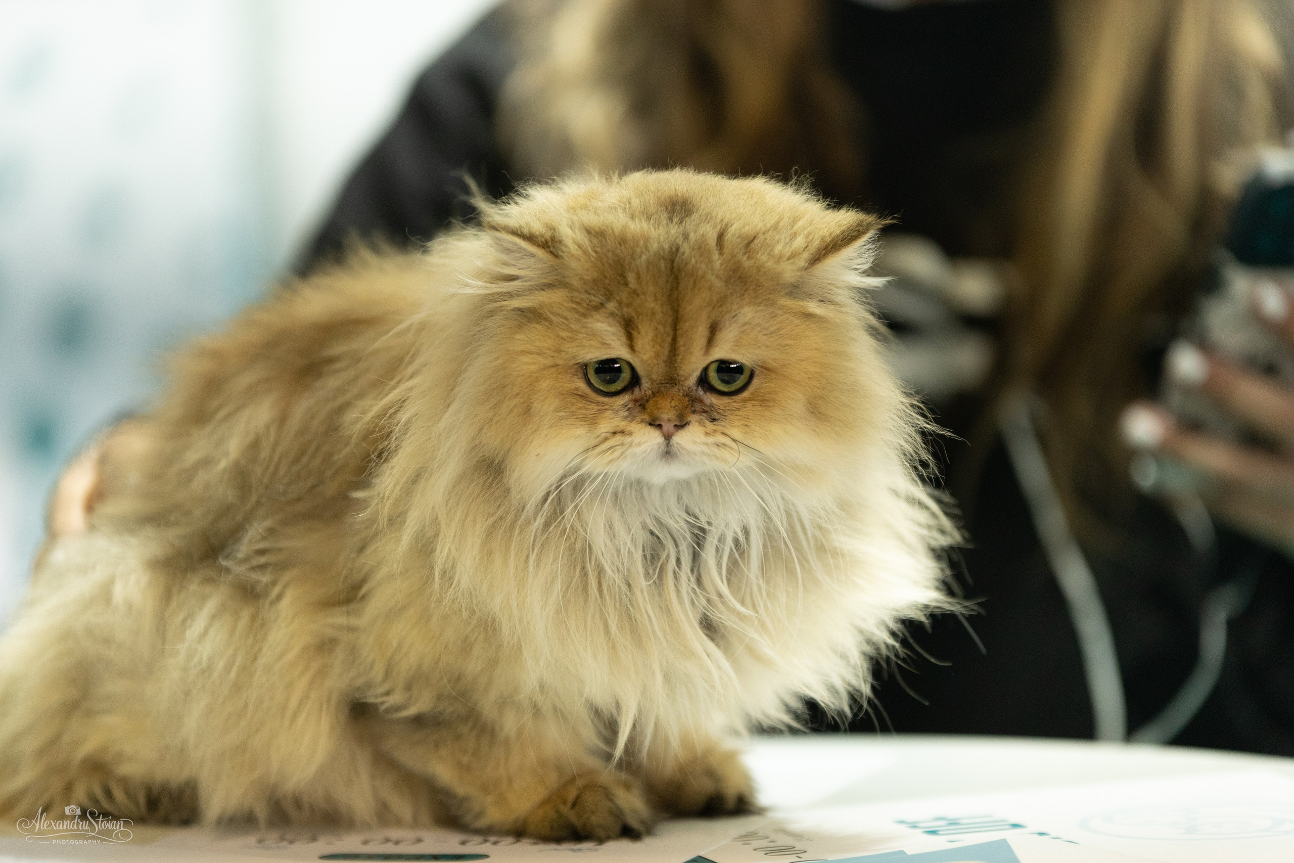 Pet EXPO. Http://www.alexphoto.ro