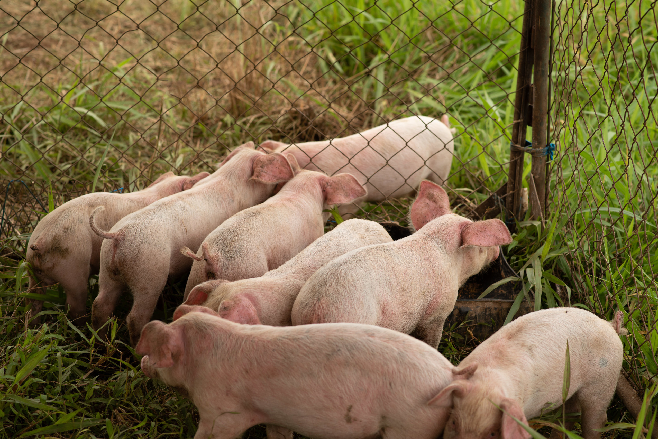 Hermosa familia en el campo. Fotógrafo familiar, retratos. Panamá, Chiriqui. Ruslán Rusakóv